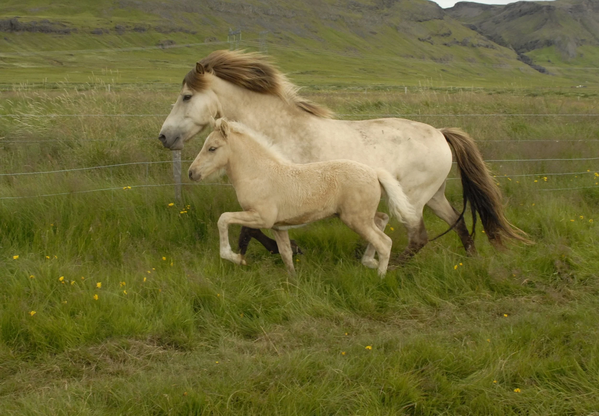 Léttfeti (DECEASED)