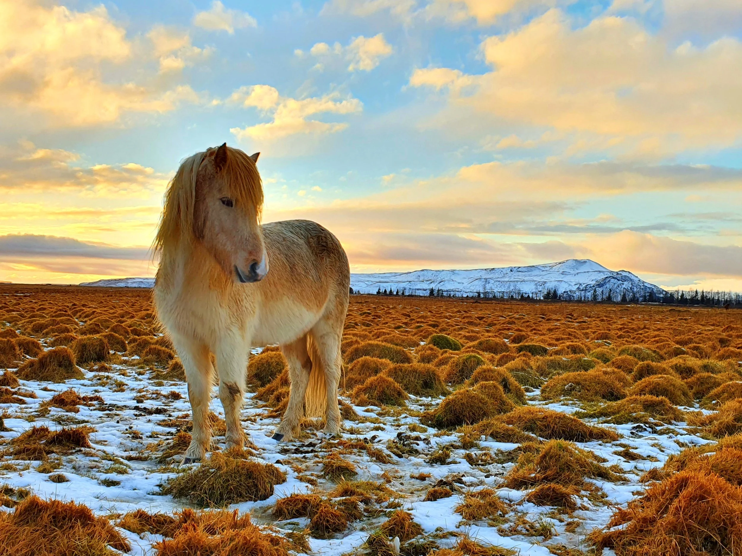 Horseback riding tours in Iceland, Horse riding Golden Circle, Horseback riding for children, Icelandic horse tours, Riding tours Iceland by the river and lava, Day tours Iceland, Guided horse tours, Icelandic countryside tours, Beautiful horse 