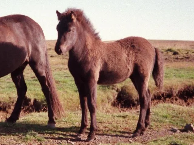 Fagri-Blakkur (DECEASED)
