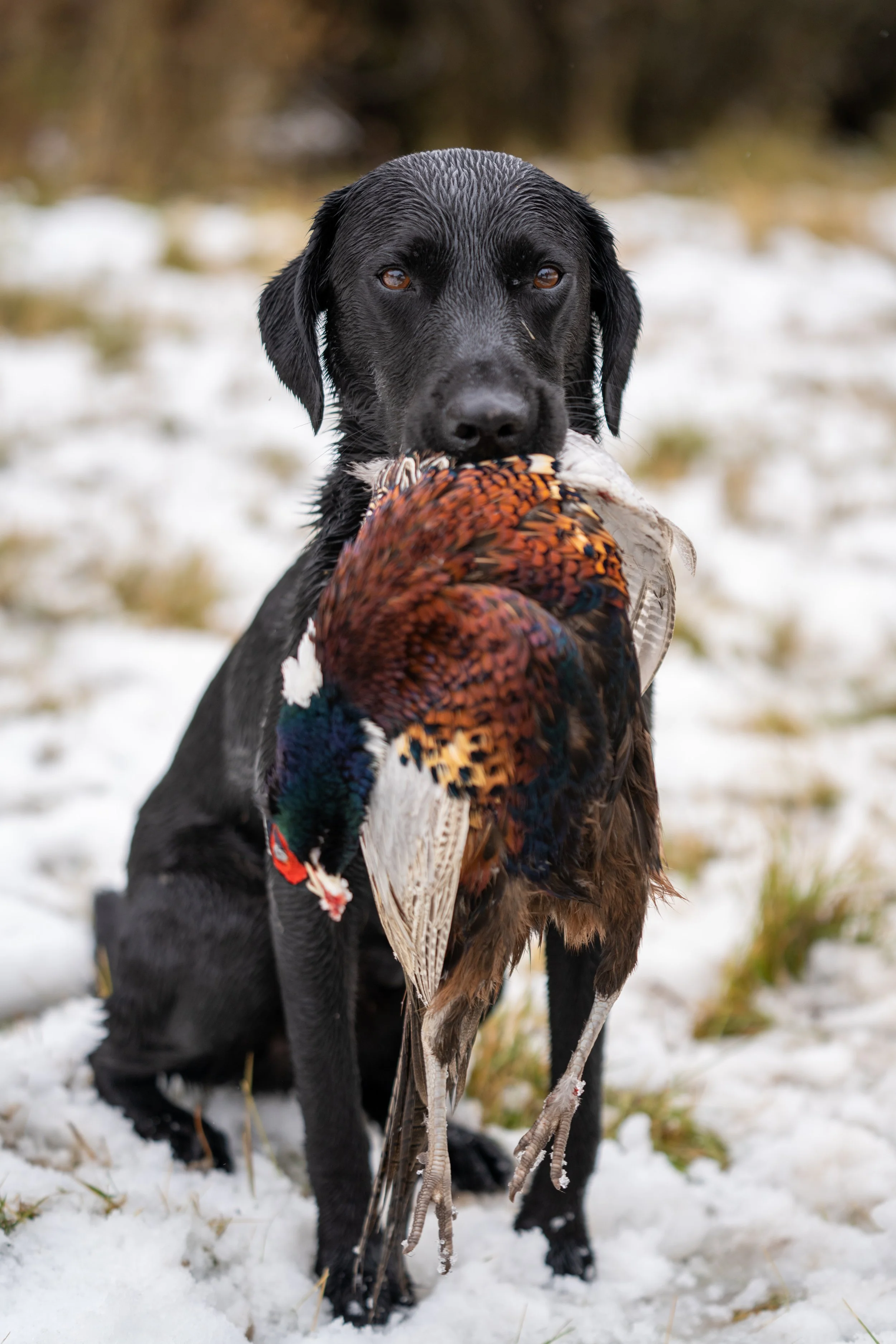 TRA CACCIA E FILMATI - I retroscena di un viaggio oltreoceano