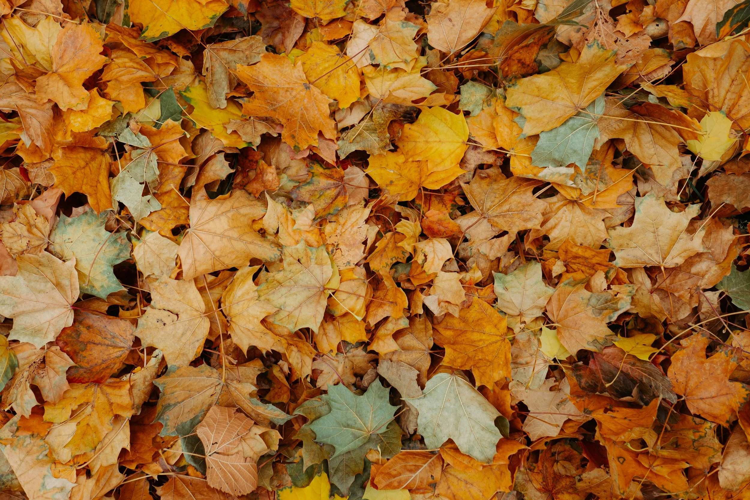 Preparing your block for Winter: An Autumn maintenance &amp; compliance checklist.
