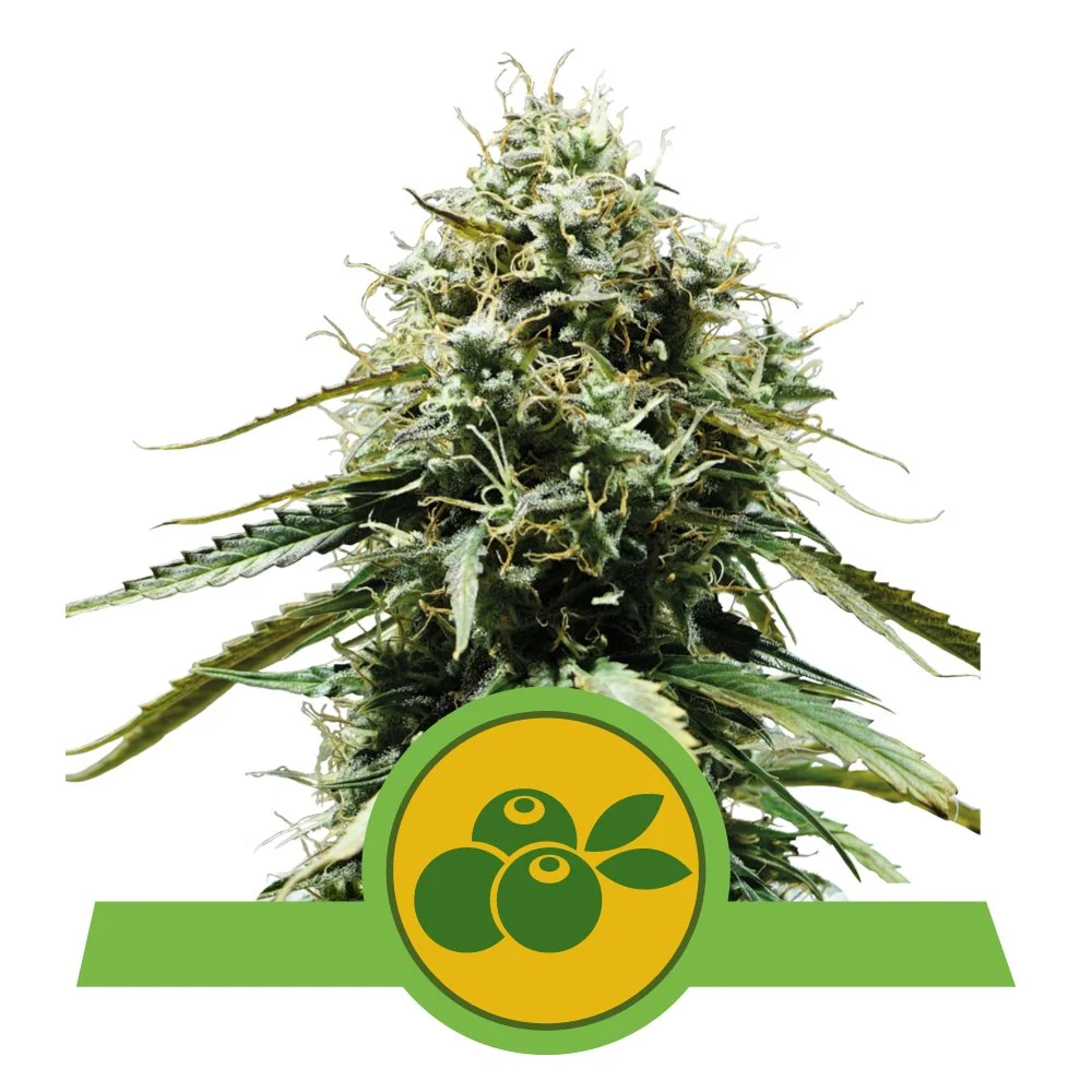 Auto_Haze_Berry.jpg