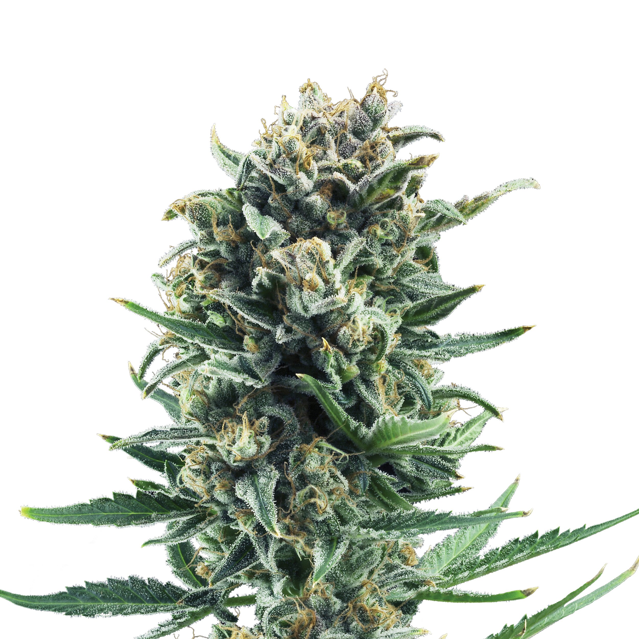 Plant_FEM_BlueCheese.jpg