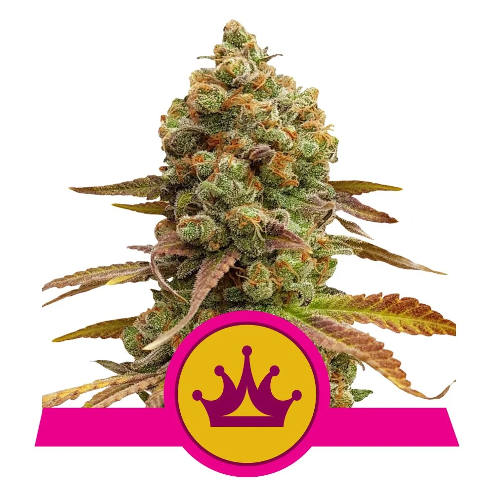 Fem_Special_Queen_1.jpg