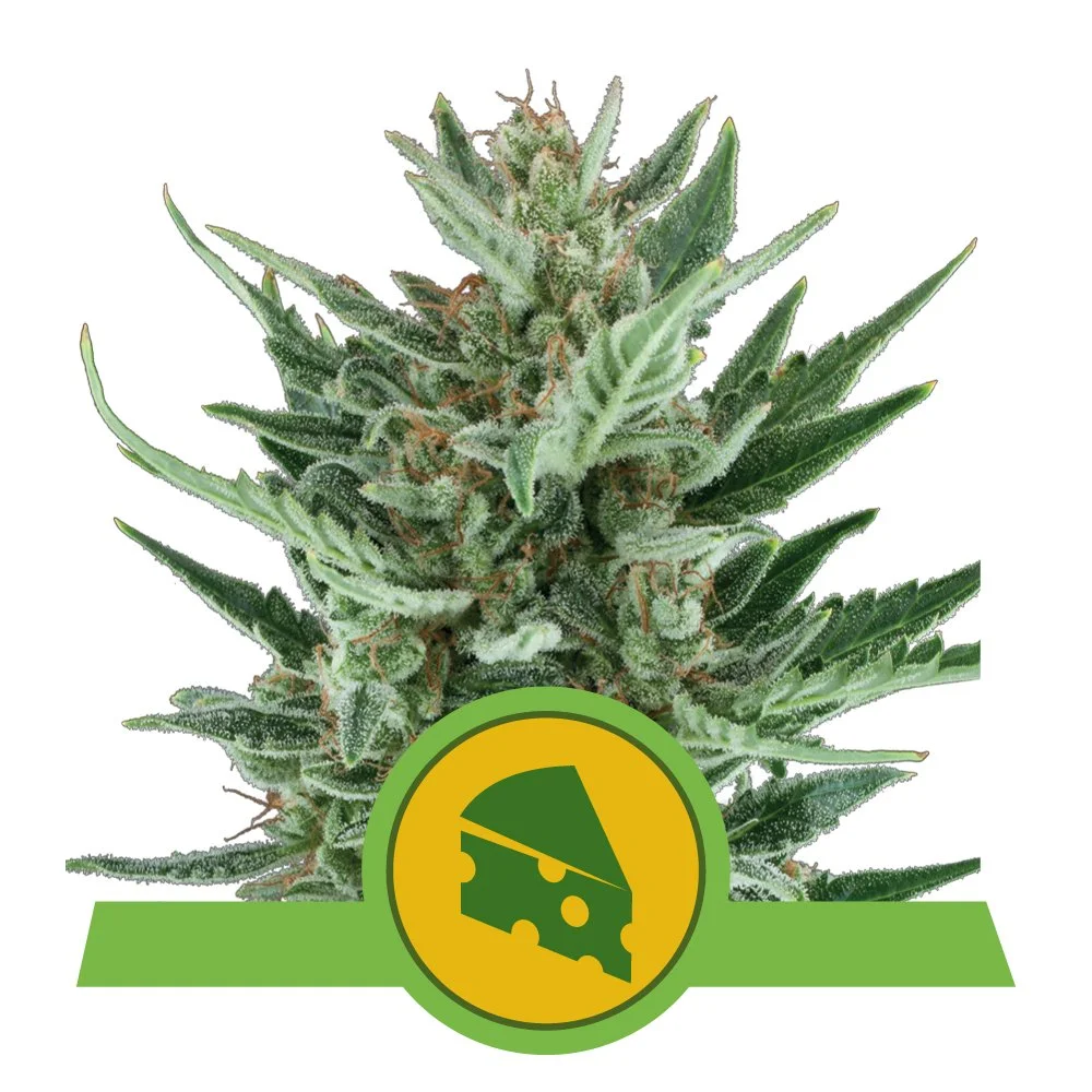 Auto_Royal_Cheese.jpg