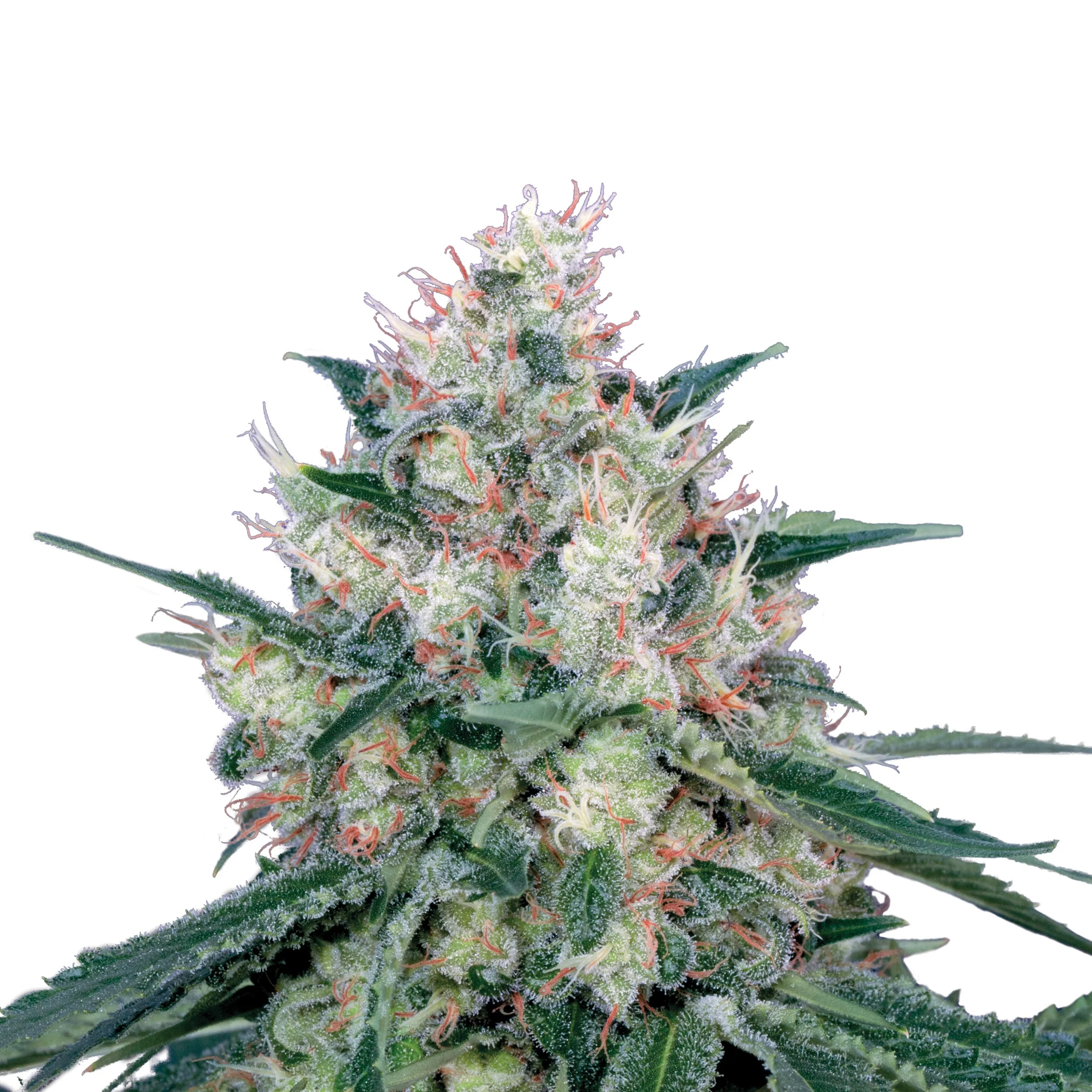 Plant_FEM_HoneyCream.jpg