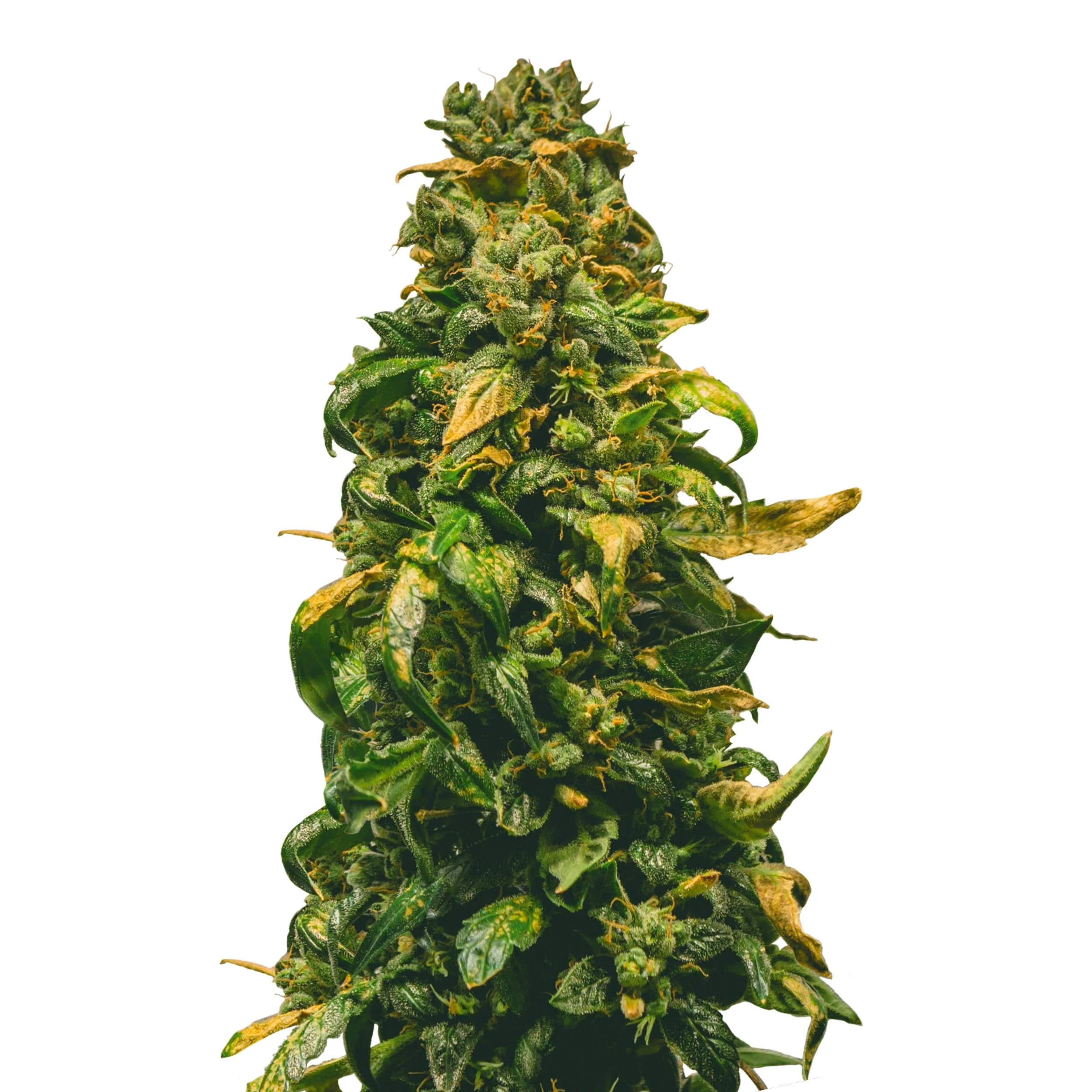 CBD_Solomatic_IMG.jpg
