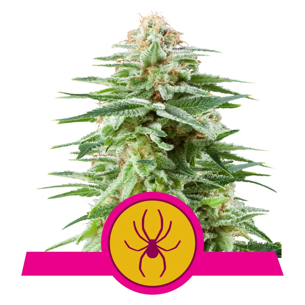 Fem_White_Widow.jpg