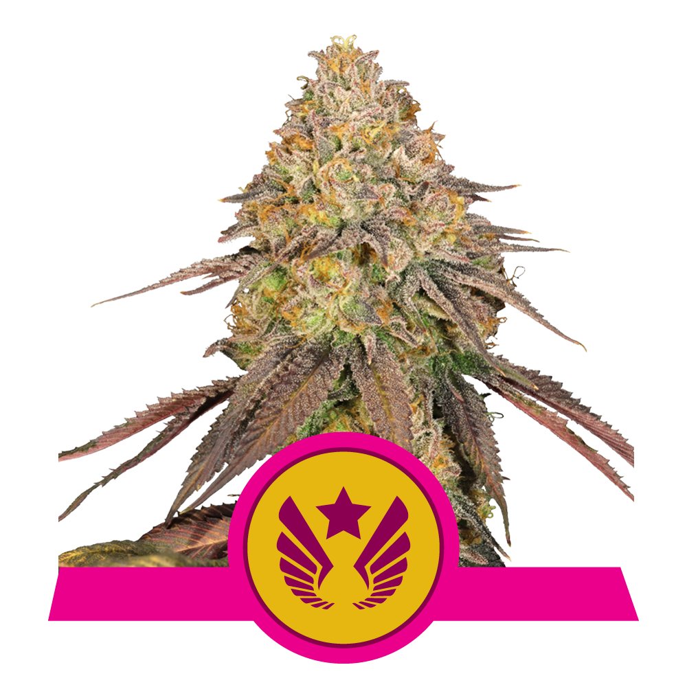 Fem_Legendary_OG_Punch.jpg
