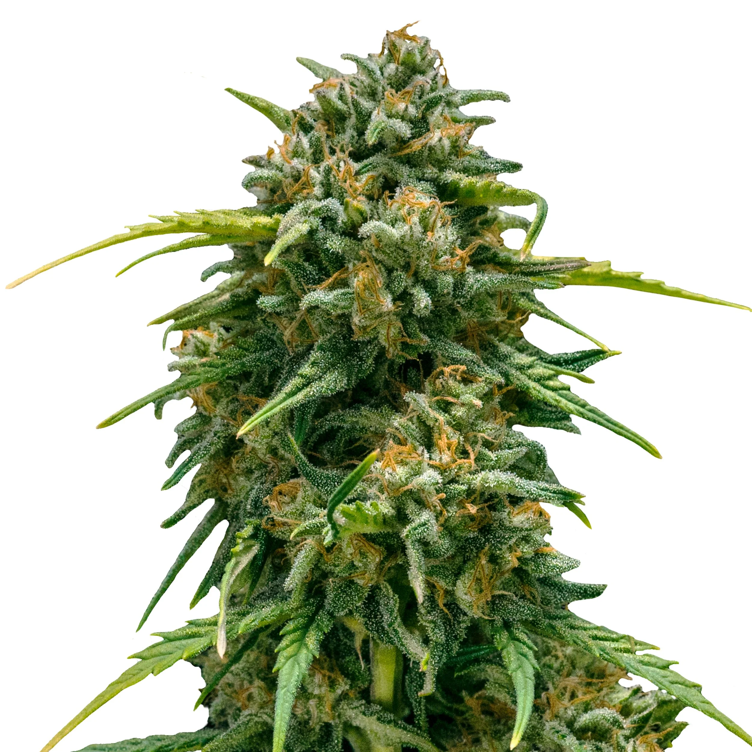 Auto_IMG_Sweet_Skunk.jpg