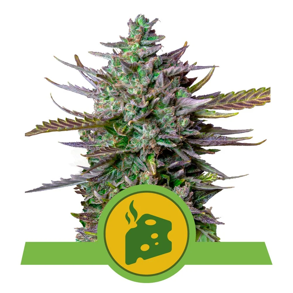 Auto_Blue_Cheese.jpg
