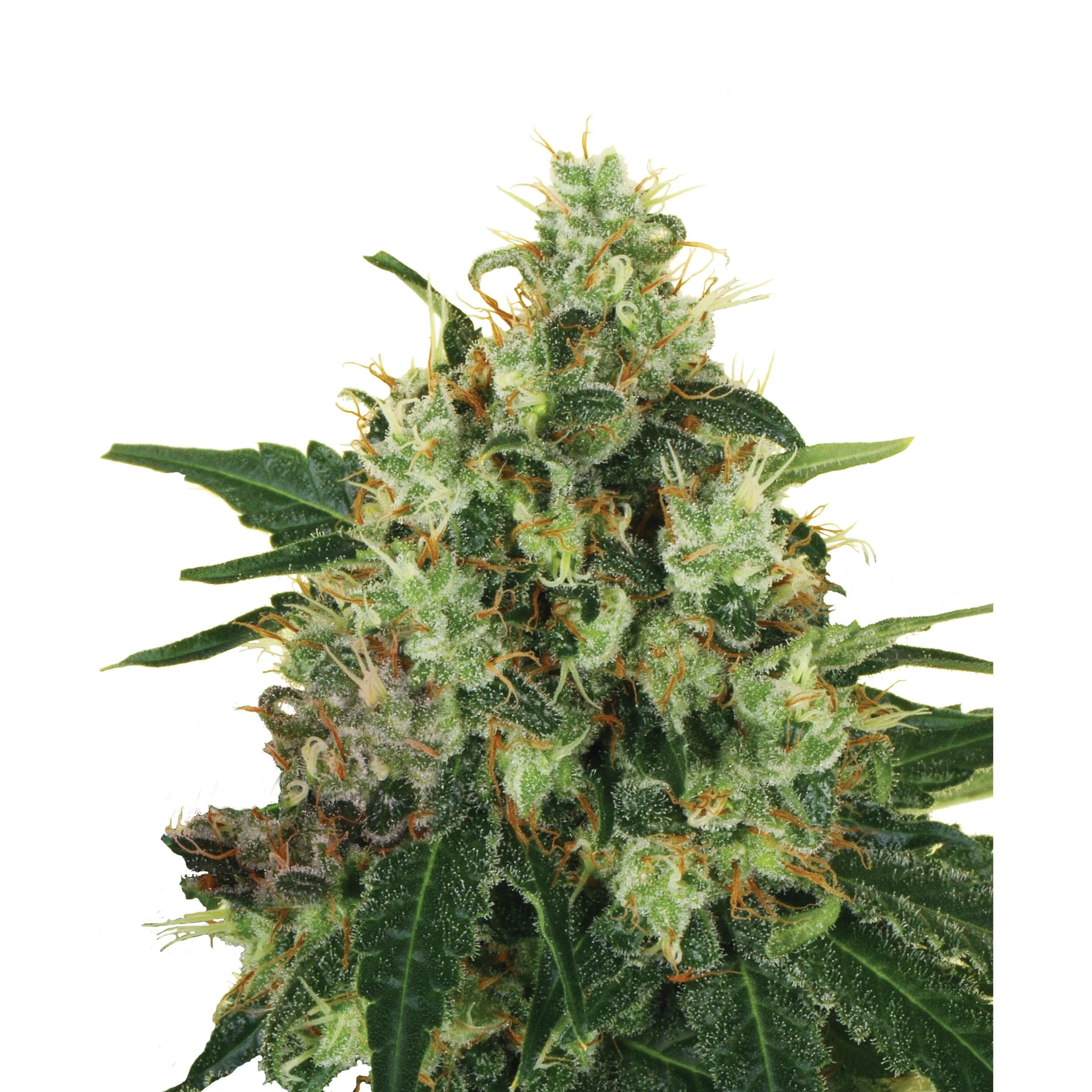 Plant_CBD_MedicalMass.jpg