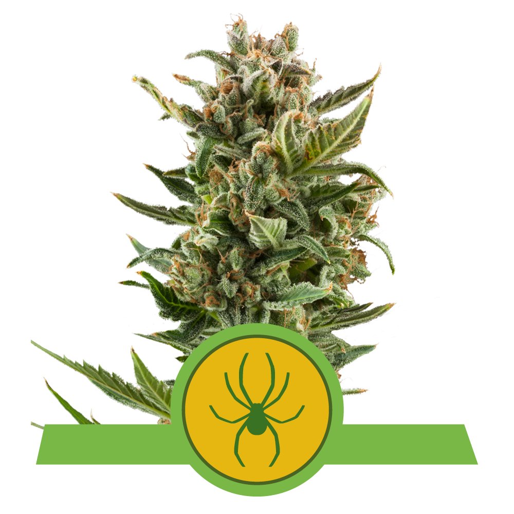 Auto_White_Widow.jpg