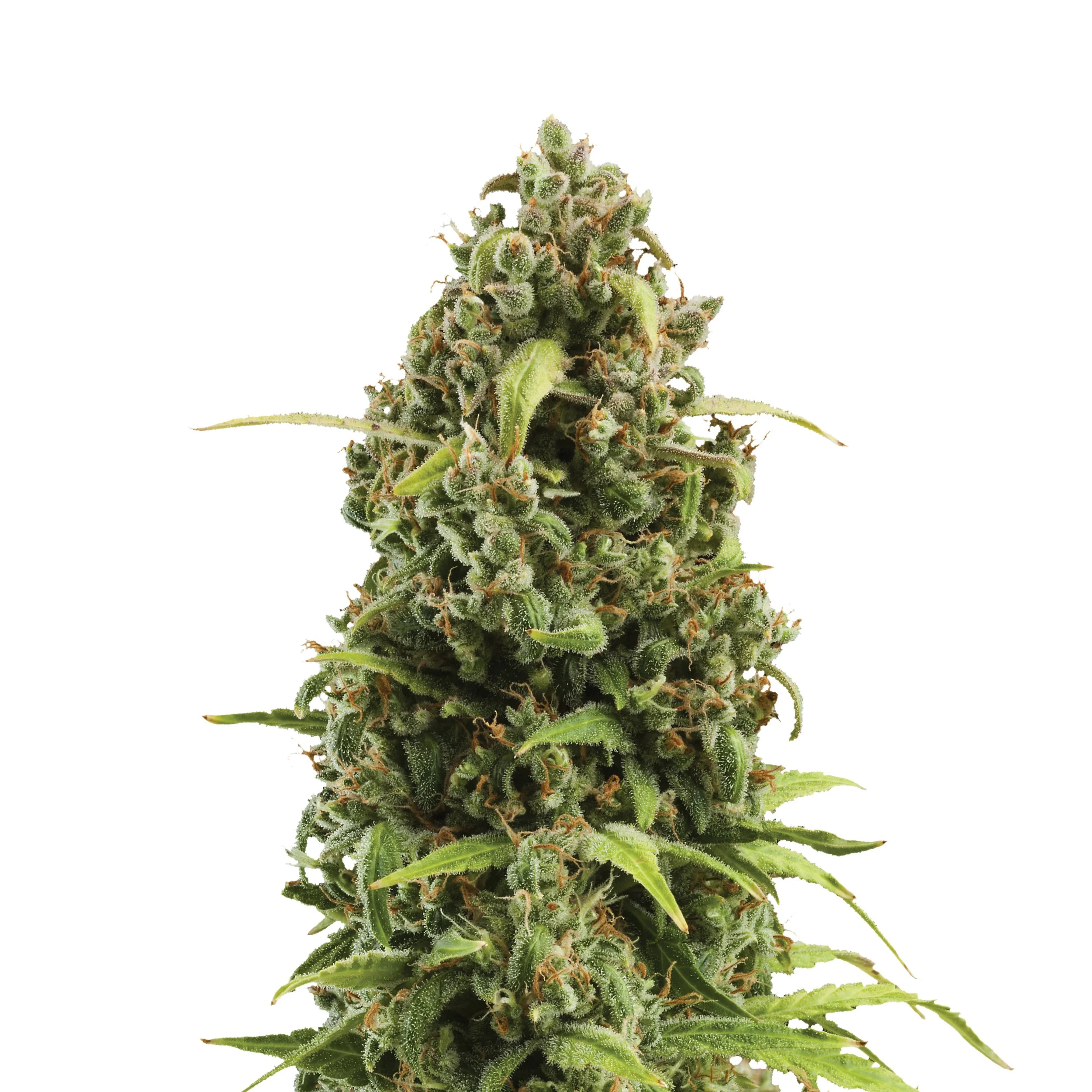 Plant_AUT_Diesel.jpg