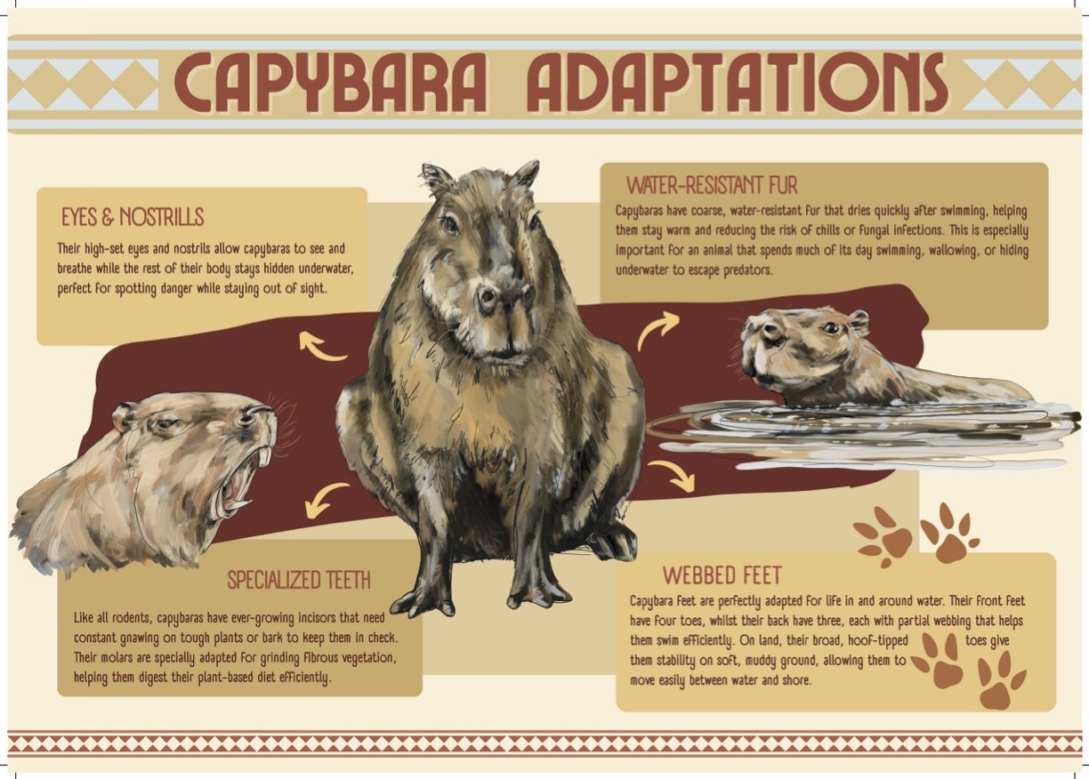 Animal enclosure signage, showing how capybara's are adapted to their wetland habitat