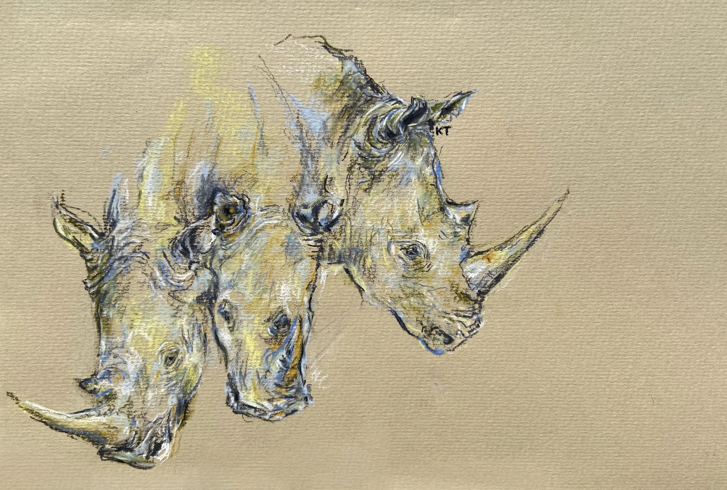 White Rhino Study