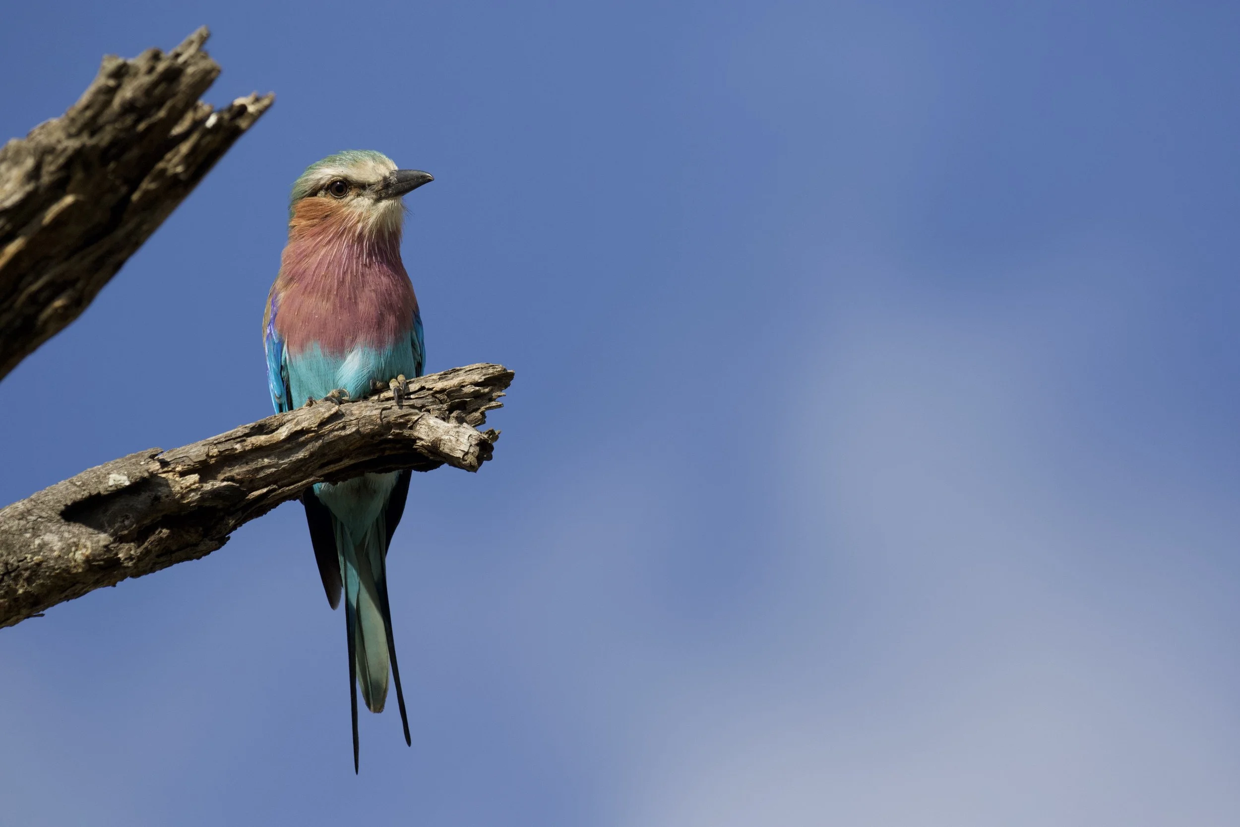 Canon EOS 7D Mark II 5568x3708_000162.jpeg