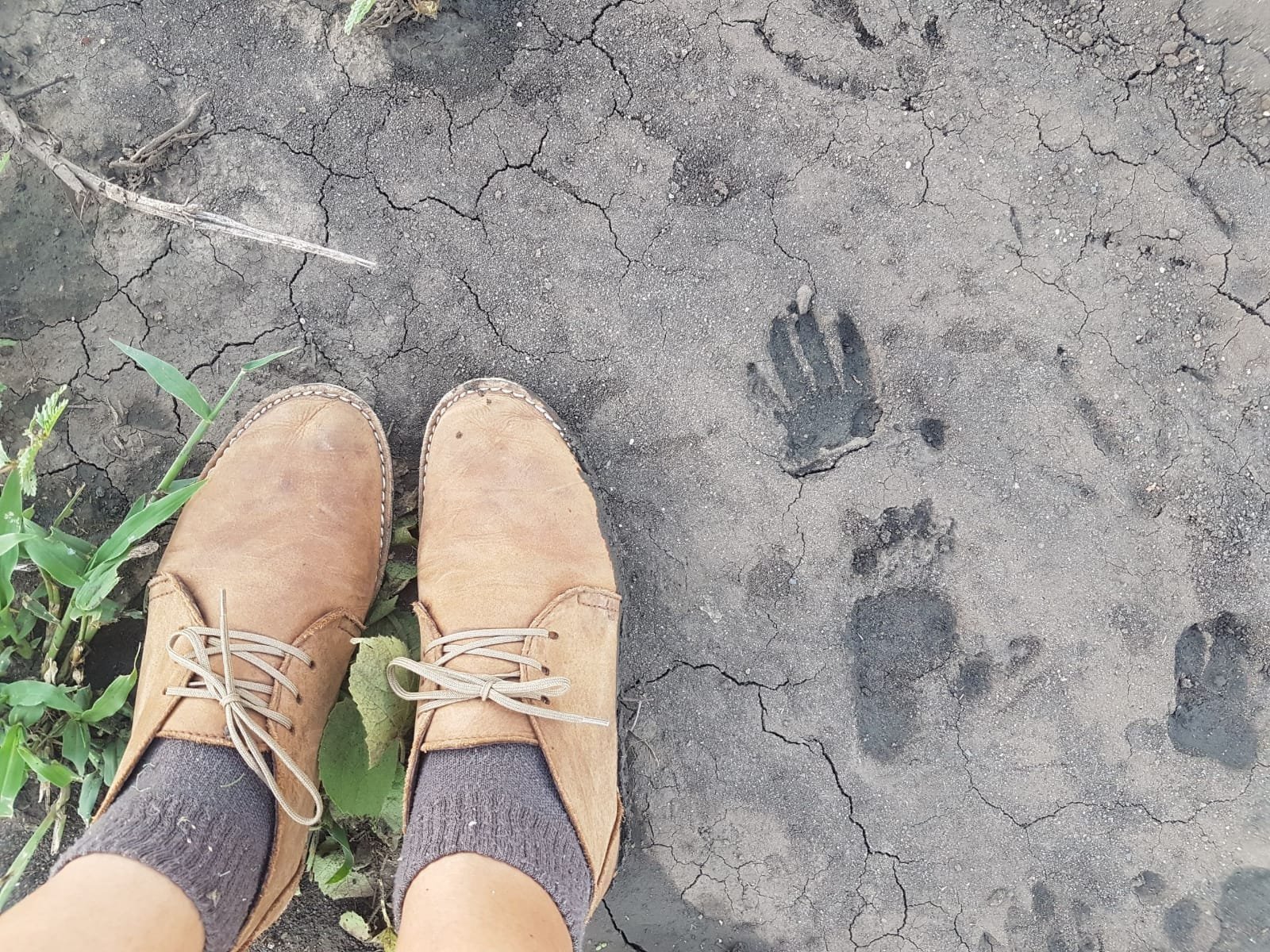 Vervet monkey tracks in the mud