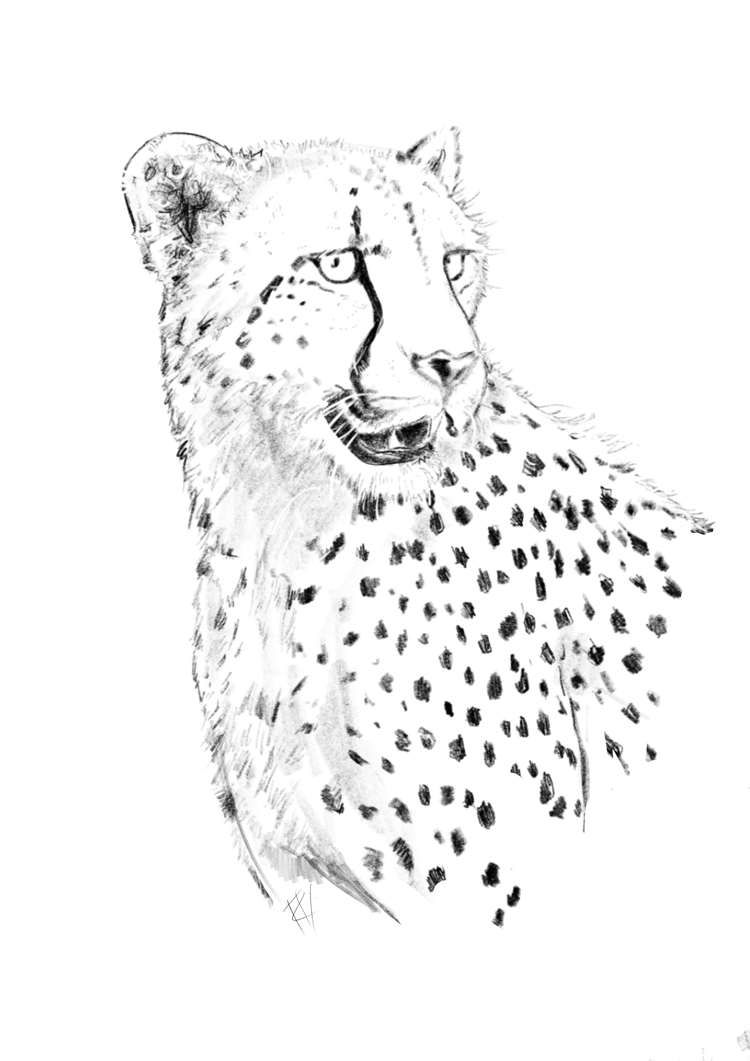 Cheetah Face