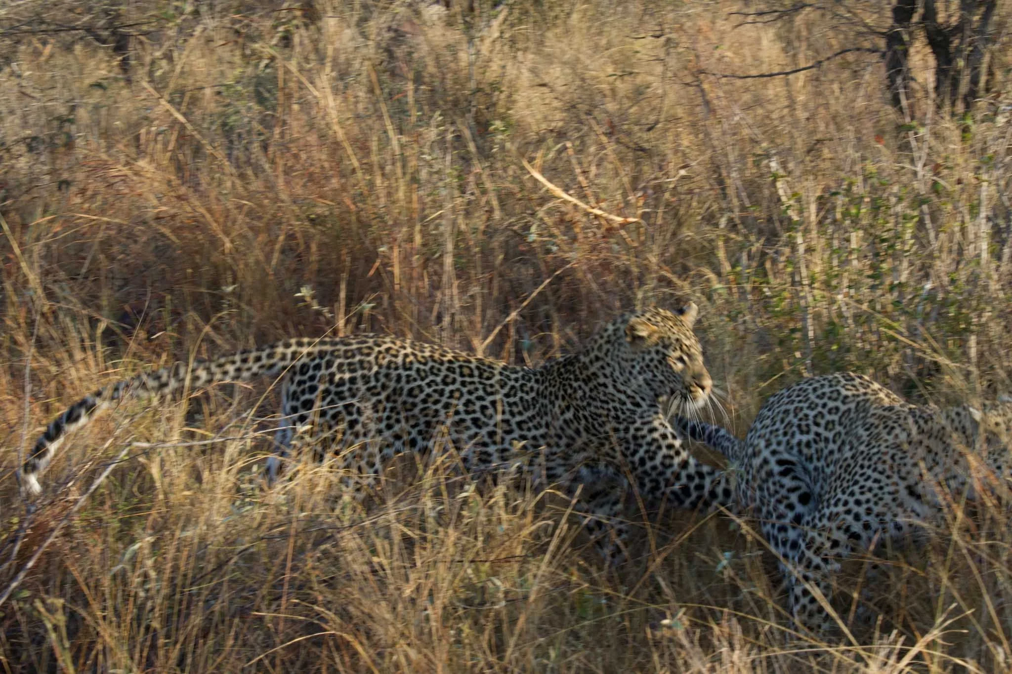 DSC09250-2.jpg
