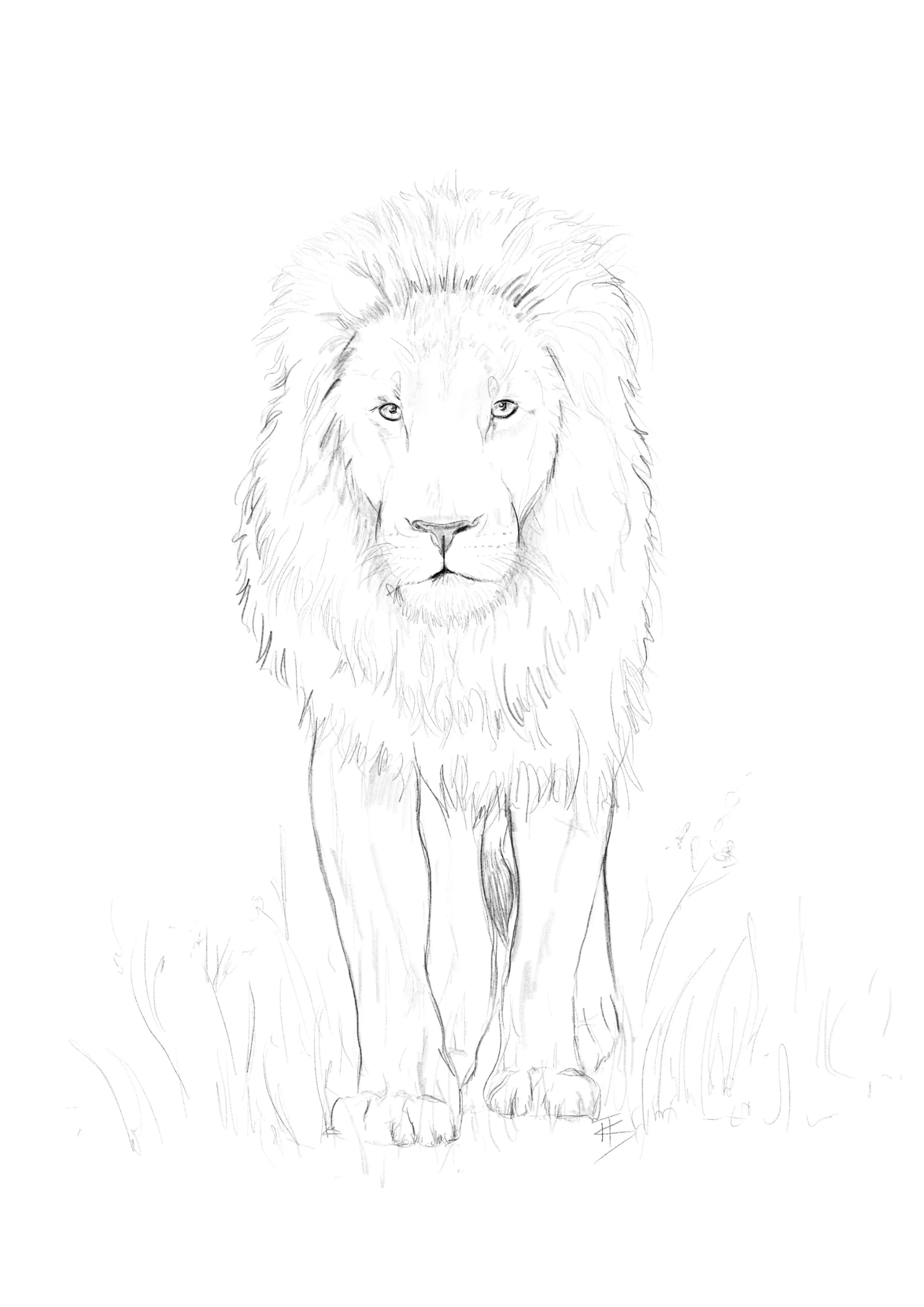 Lion