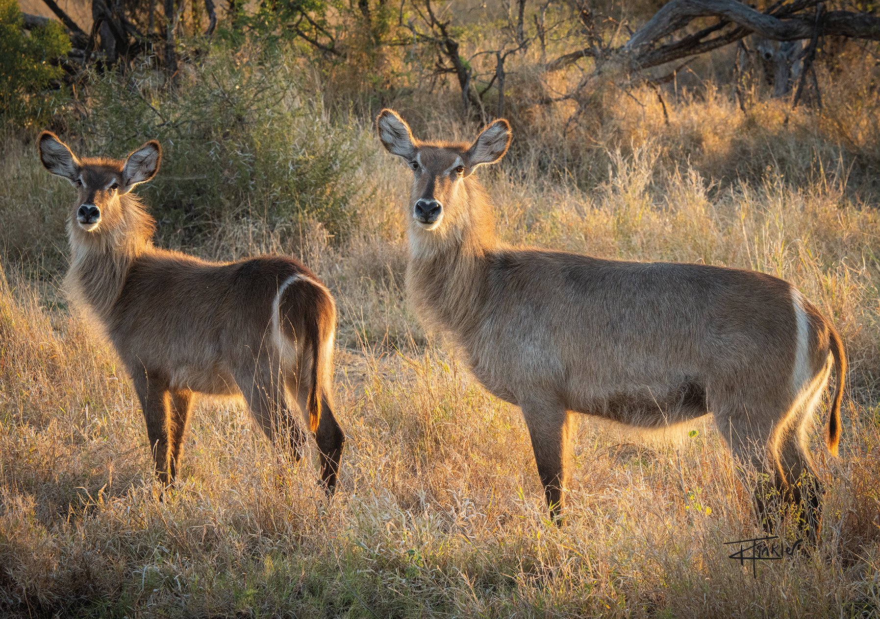 Waterbuck in the Light