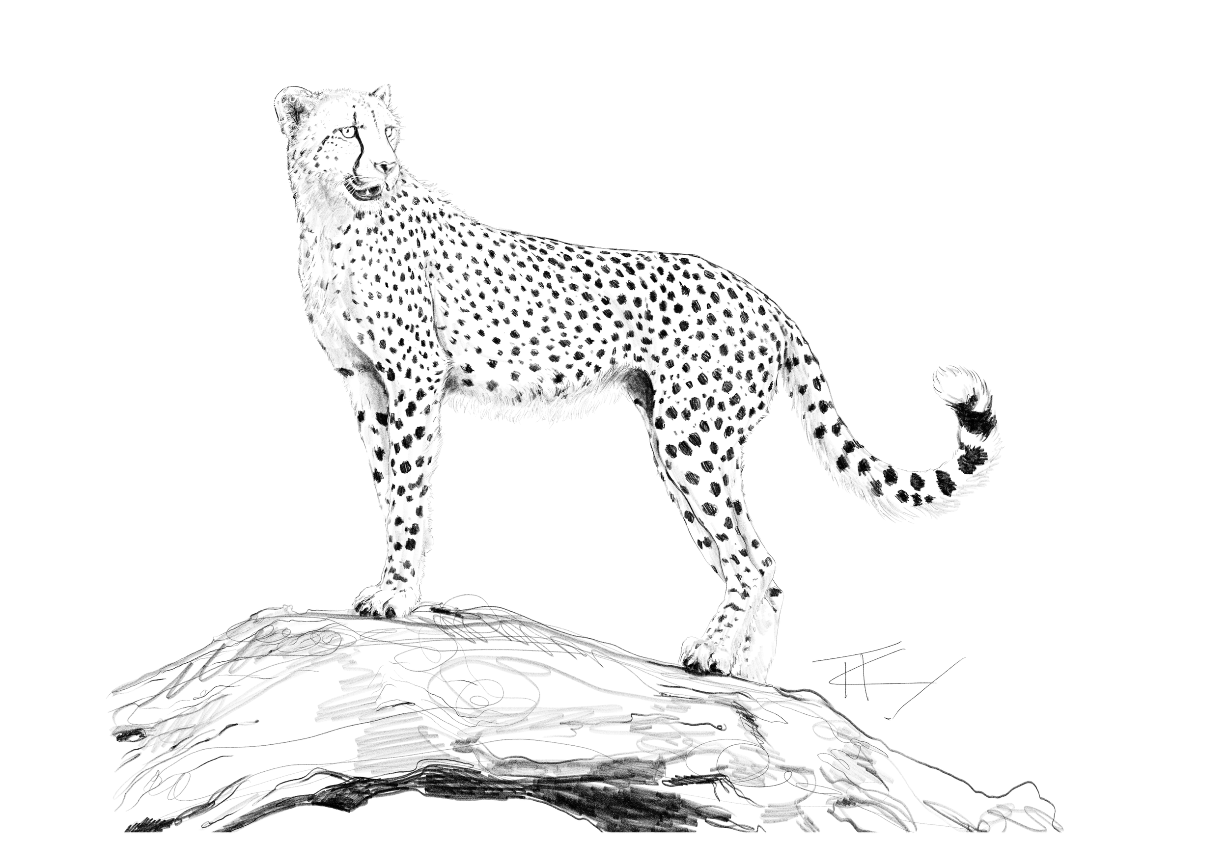 Cheetah