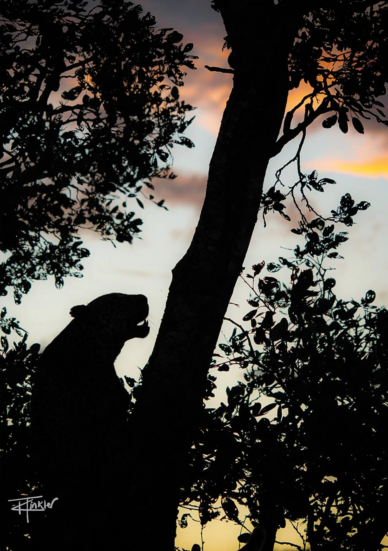 Silhouette Ascending