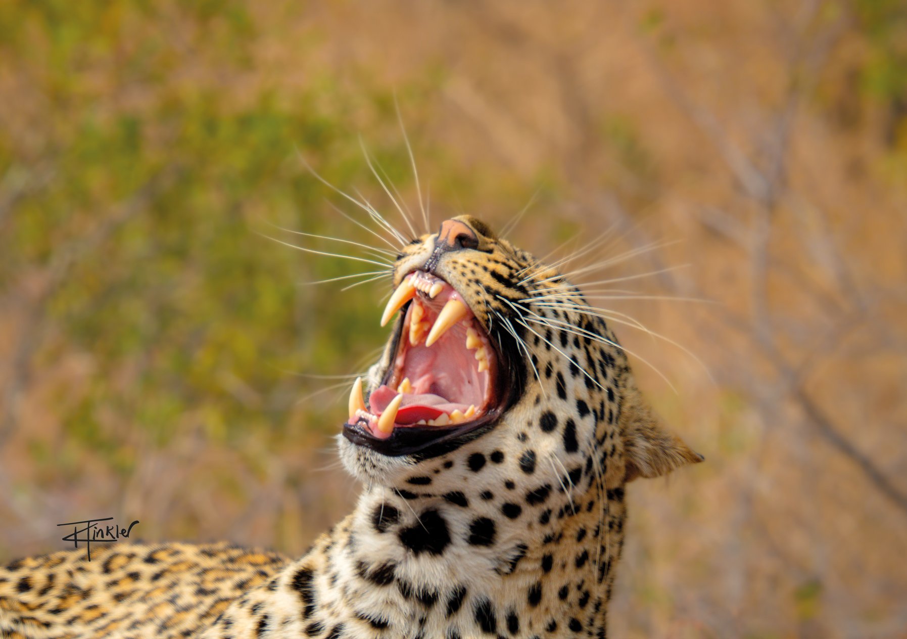 What Big Teeth You Have!