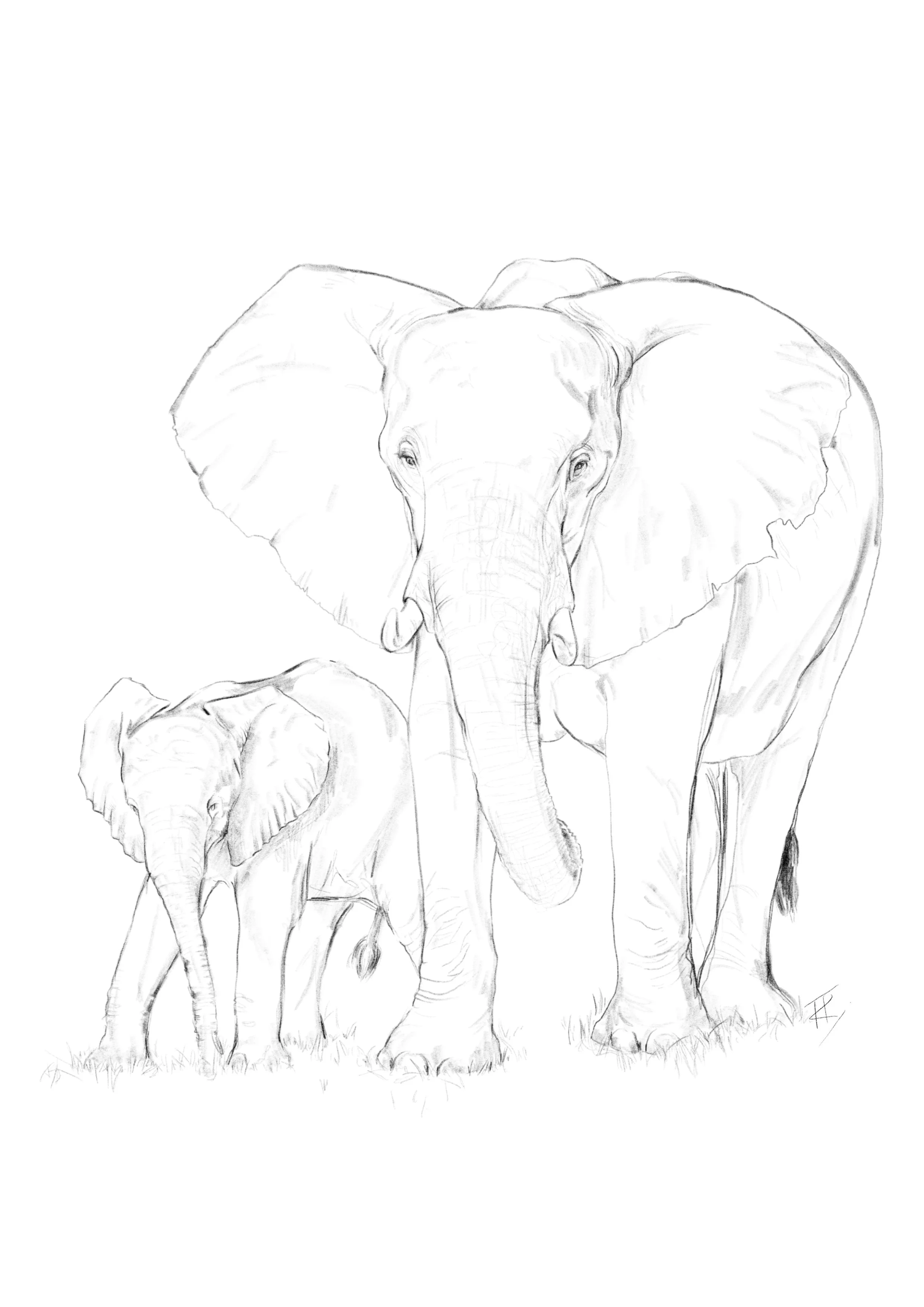 Elephants