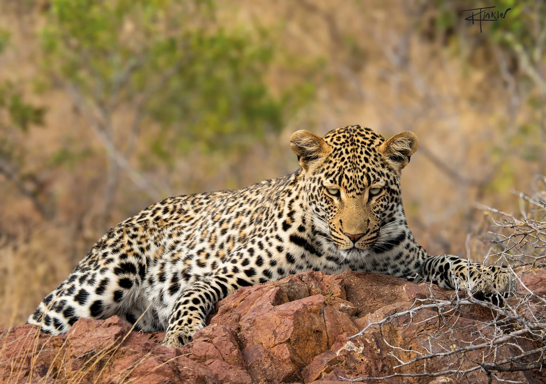 Leopard on the Rocks