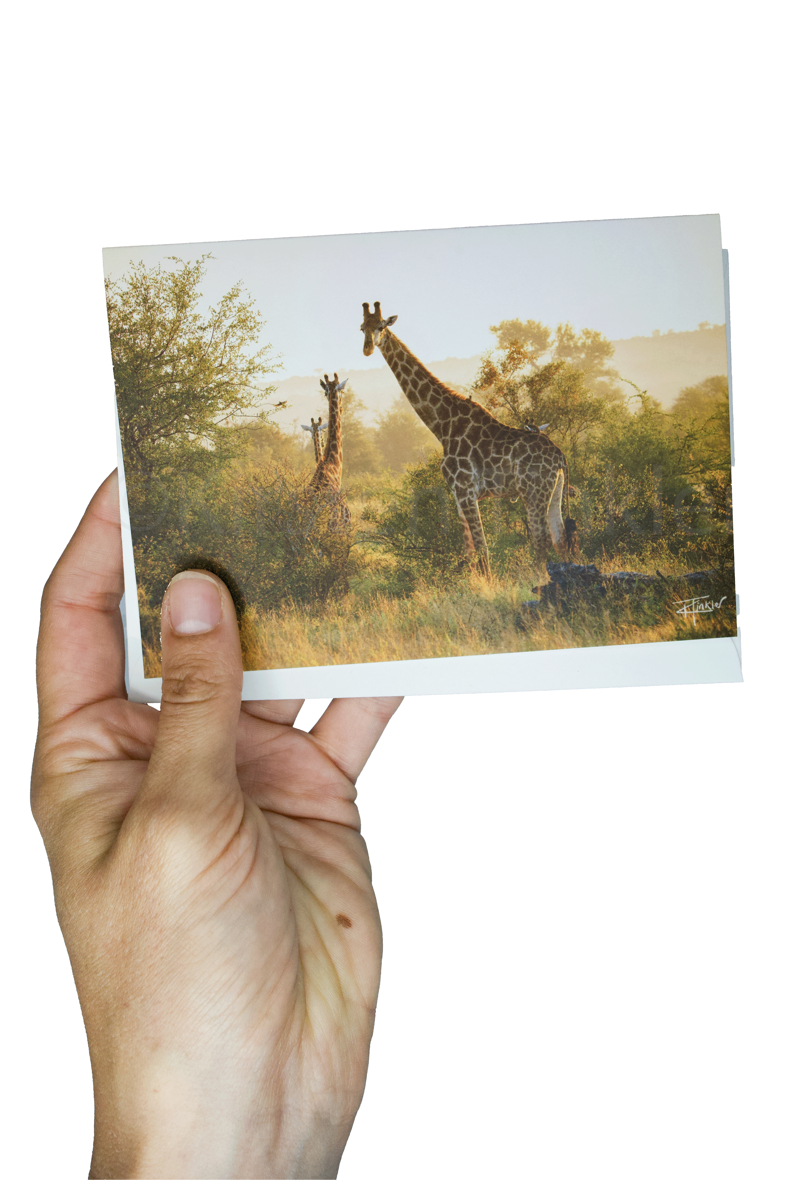 A Journey of Giraffe