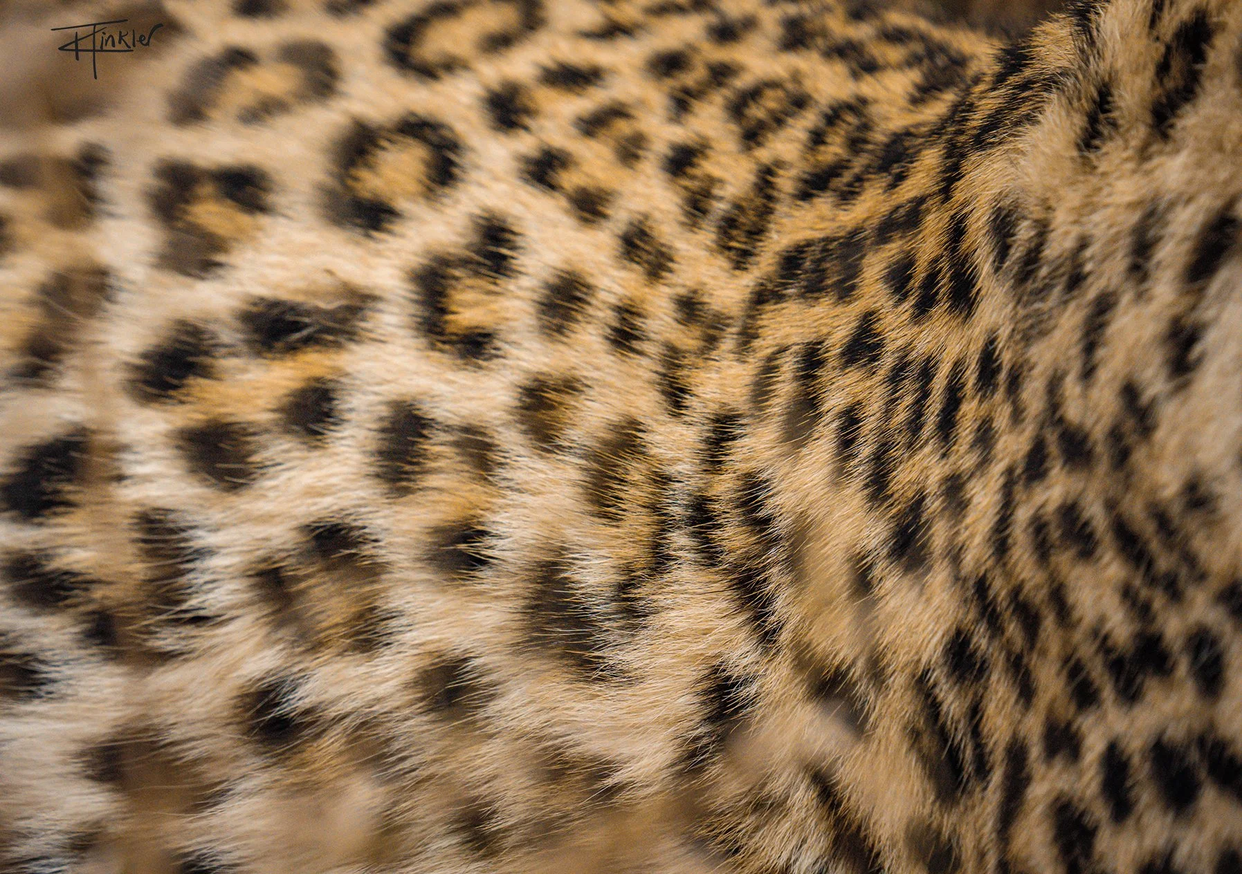 Leopard Fur