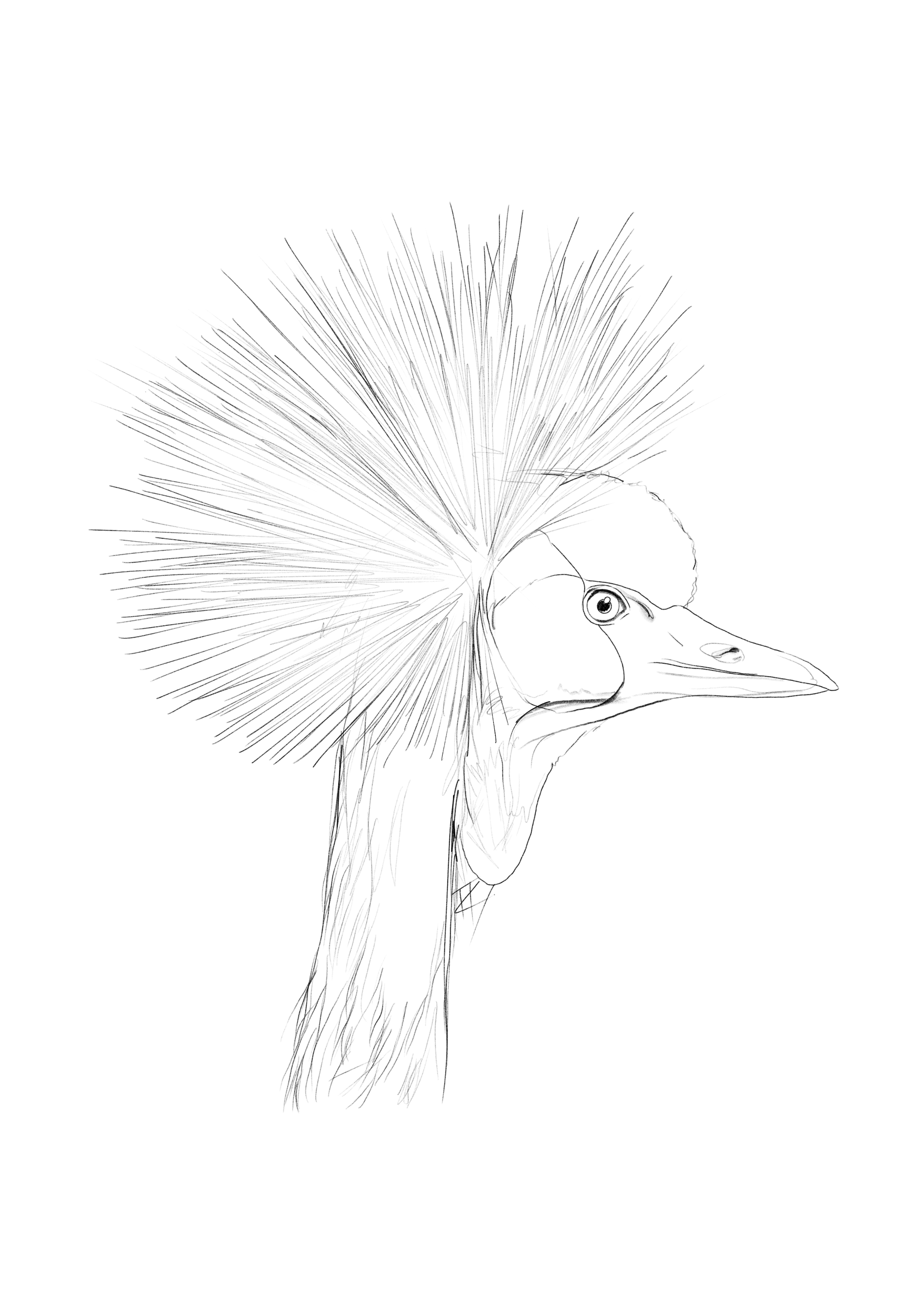 Crowned Crane