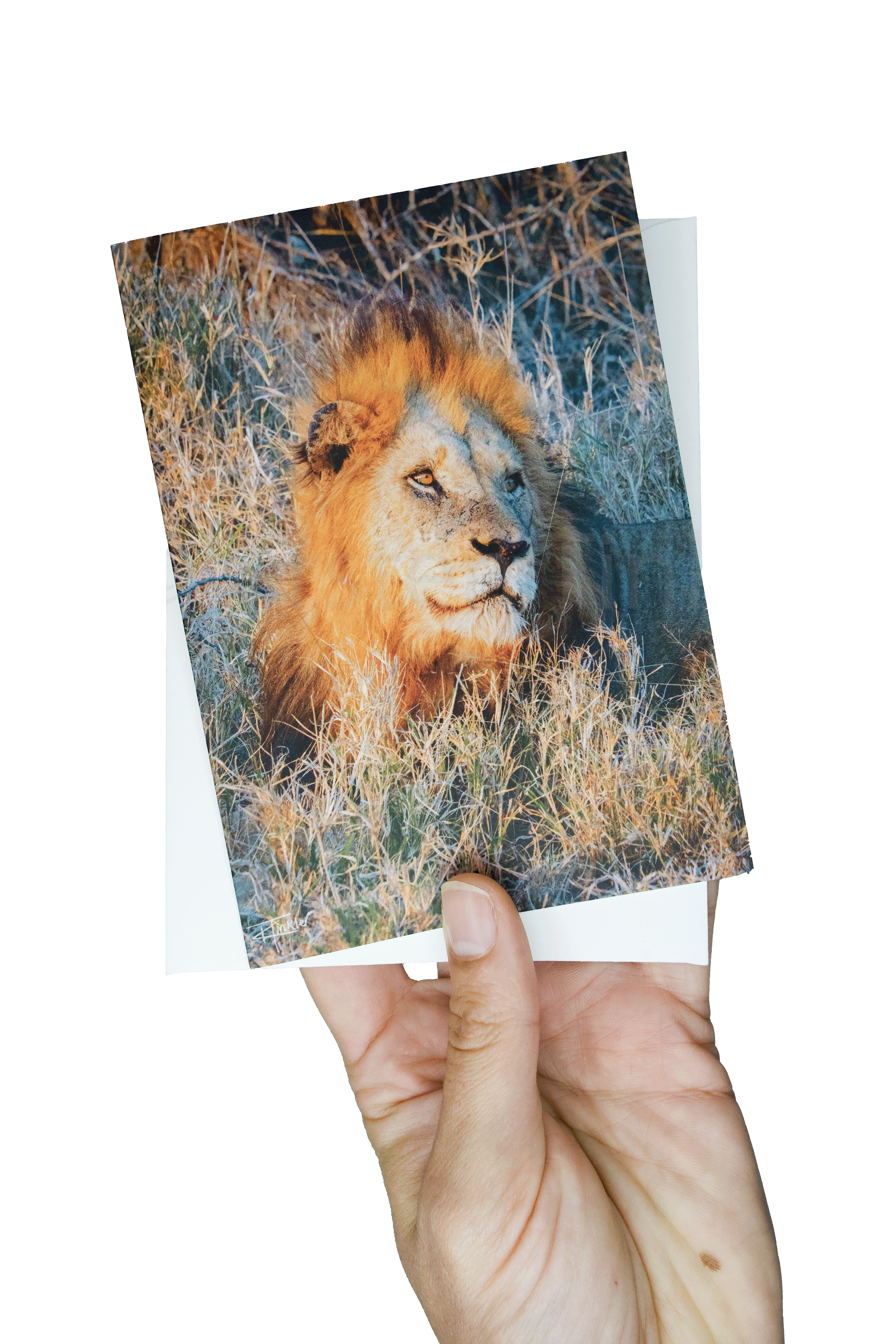 Greeting Cards