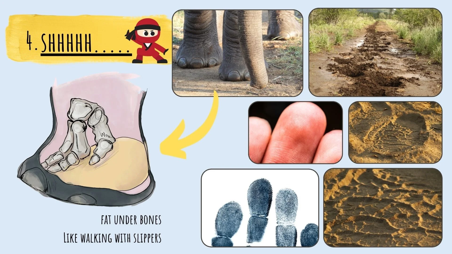 Understanding similarities with us and elephants impact on the environment