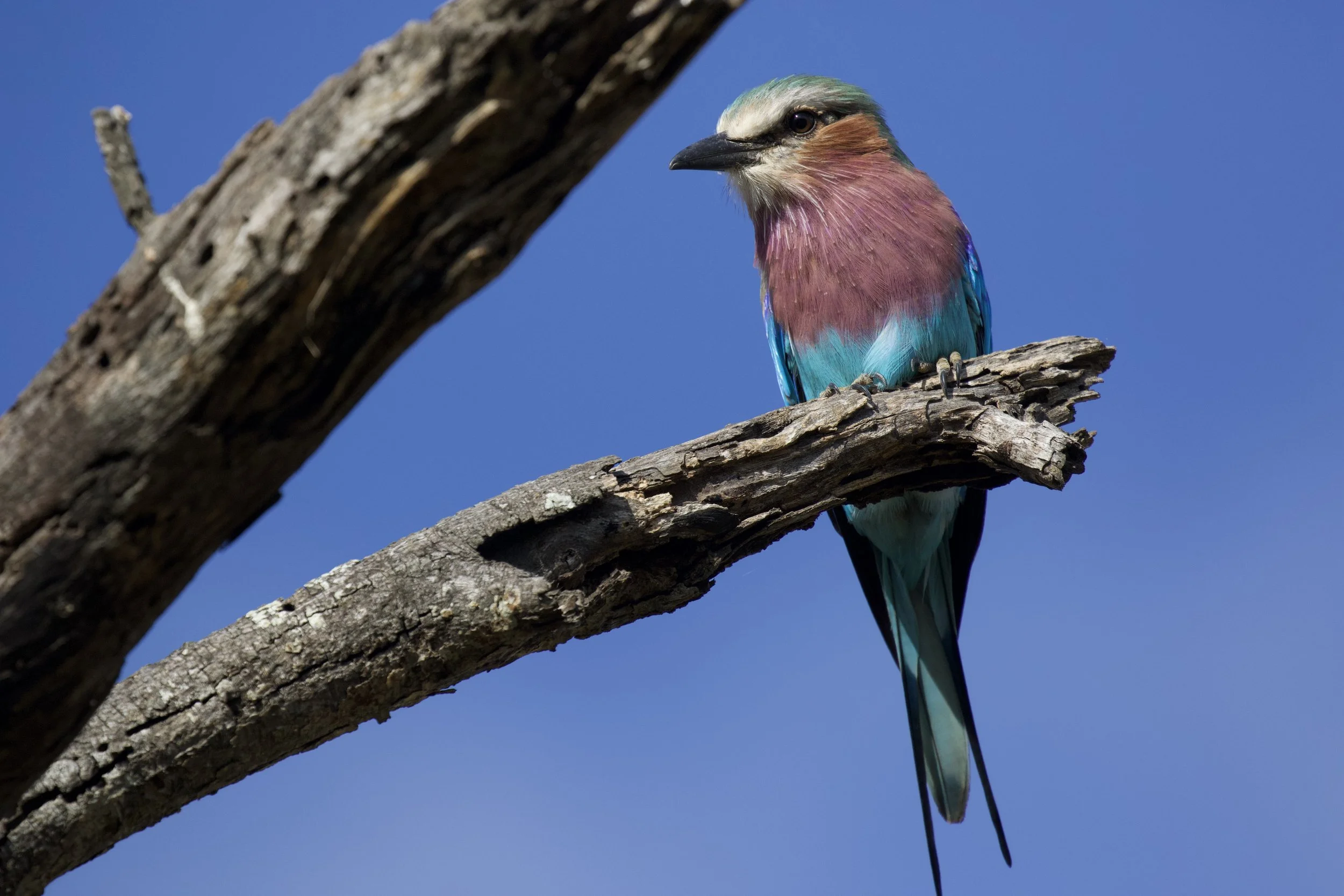 Canon EOS 7D Mark II 5568x3708_000433.jpeg