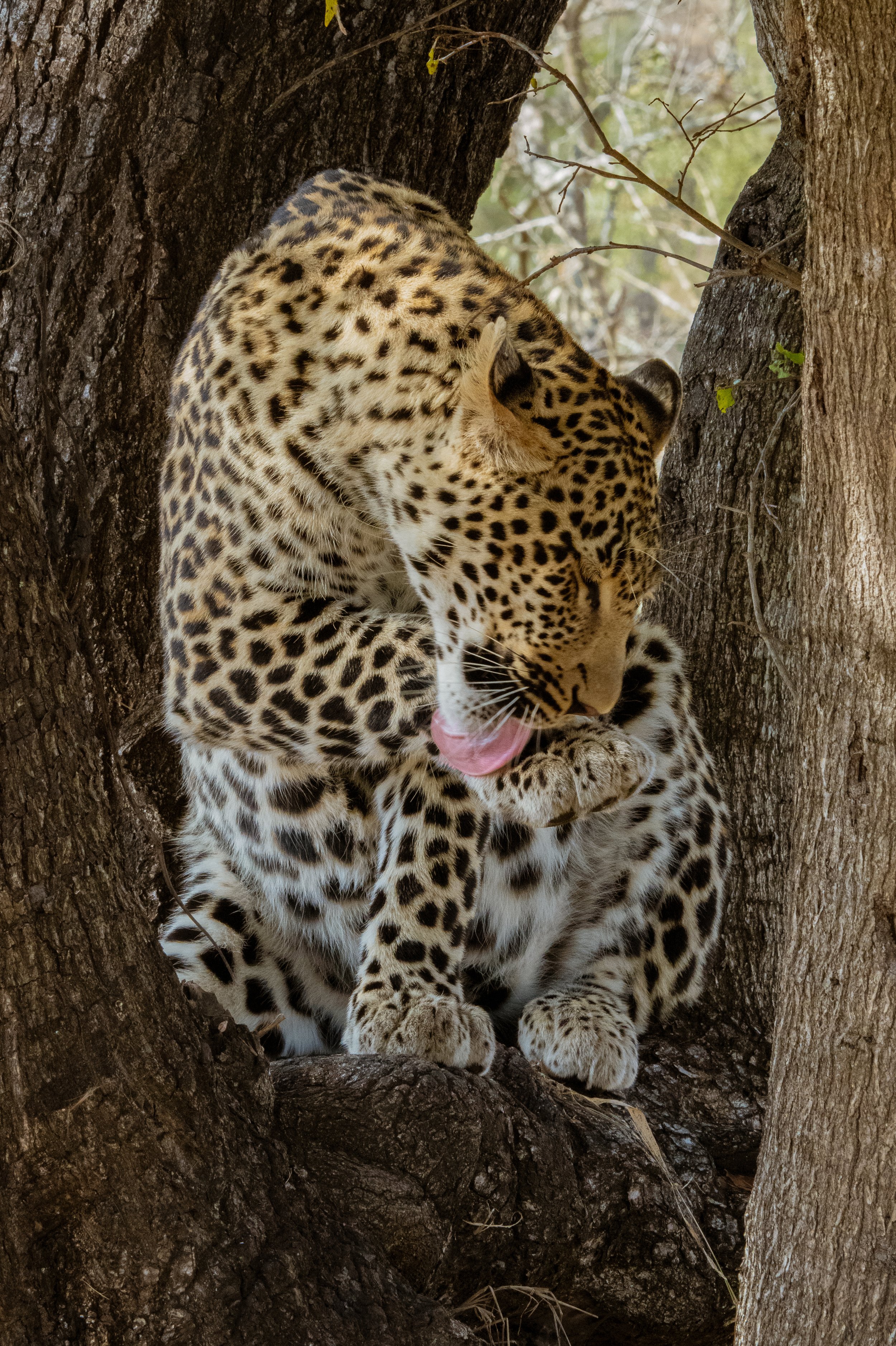 Leopard Grooming