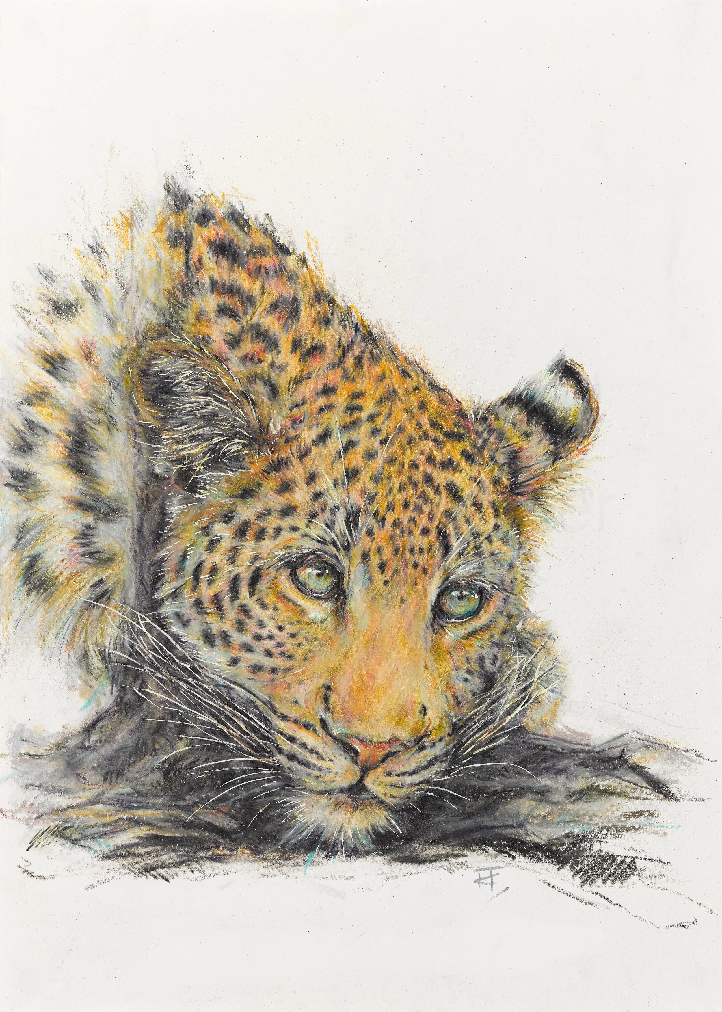 Daydreams of a Leopard