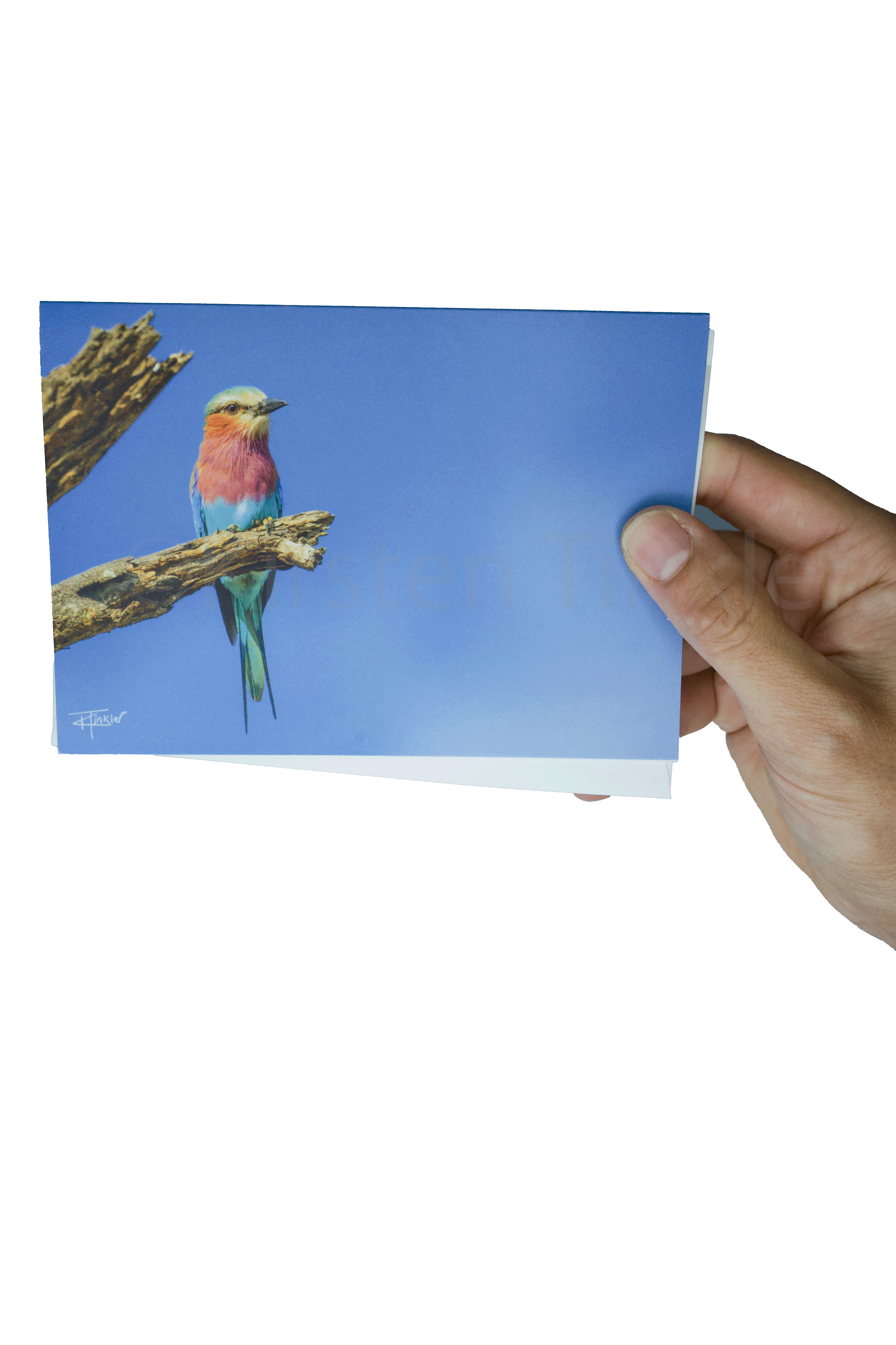 Lilac-Breasted Roller