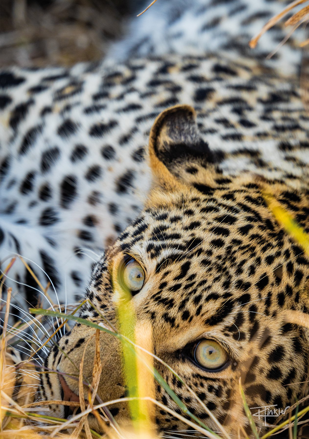 Leopard Cub Looking