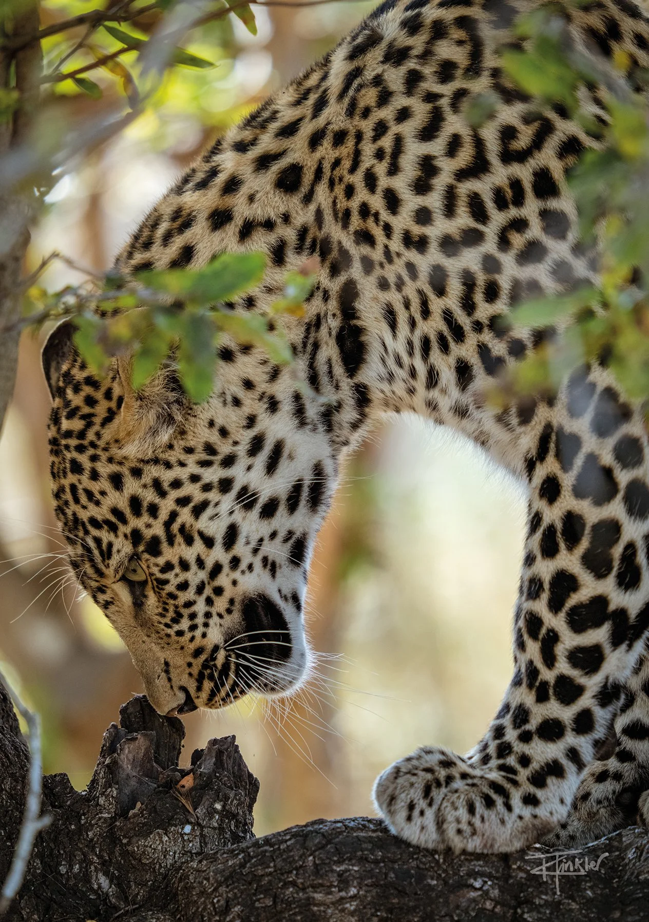 Leopard in the Leaves