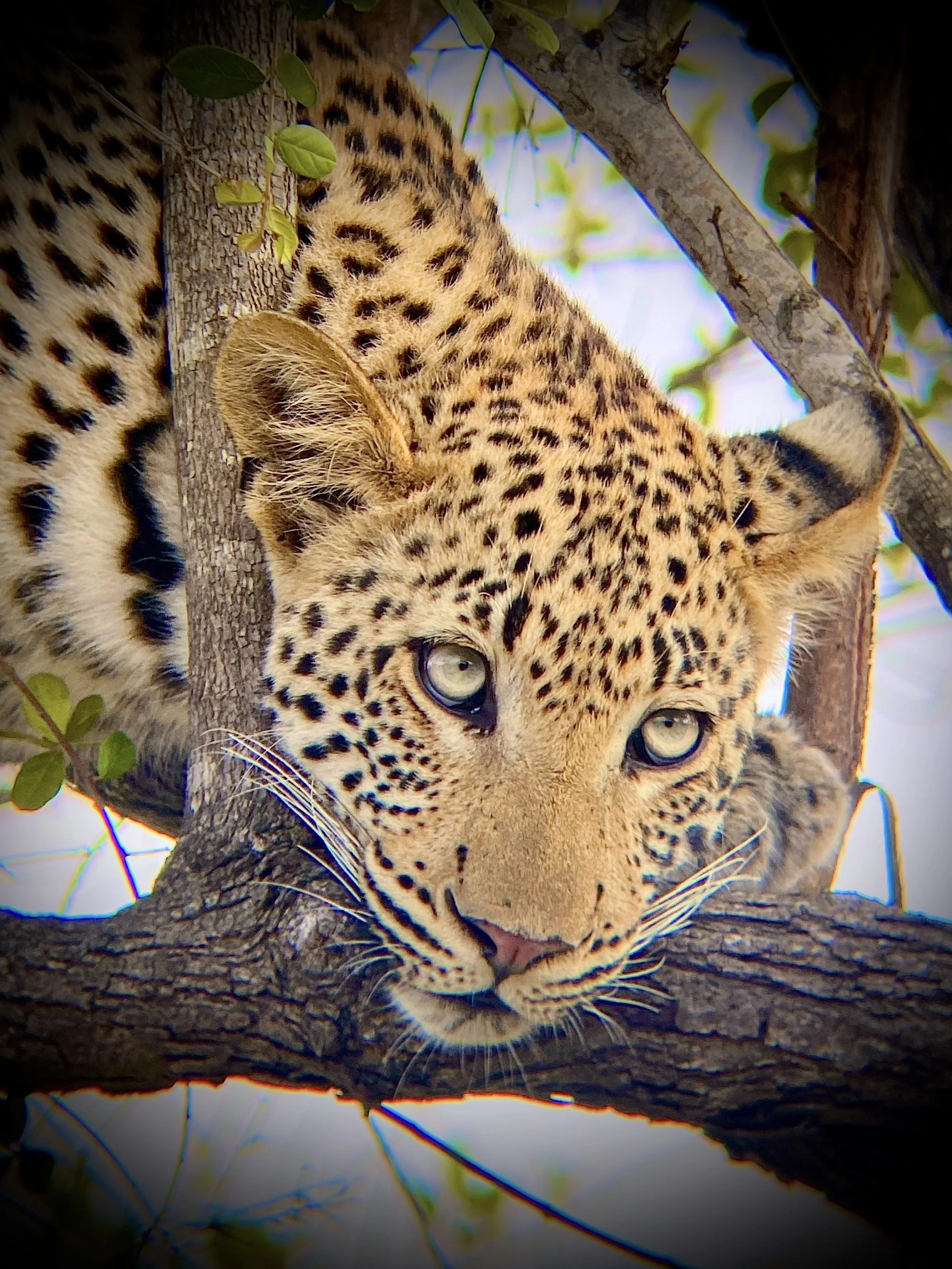 Illustration of a young leopard lying in dense apple-leaf tree branches