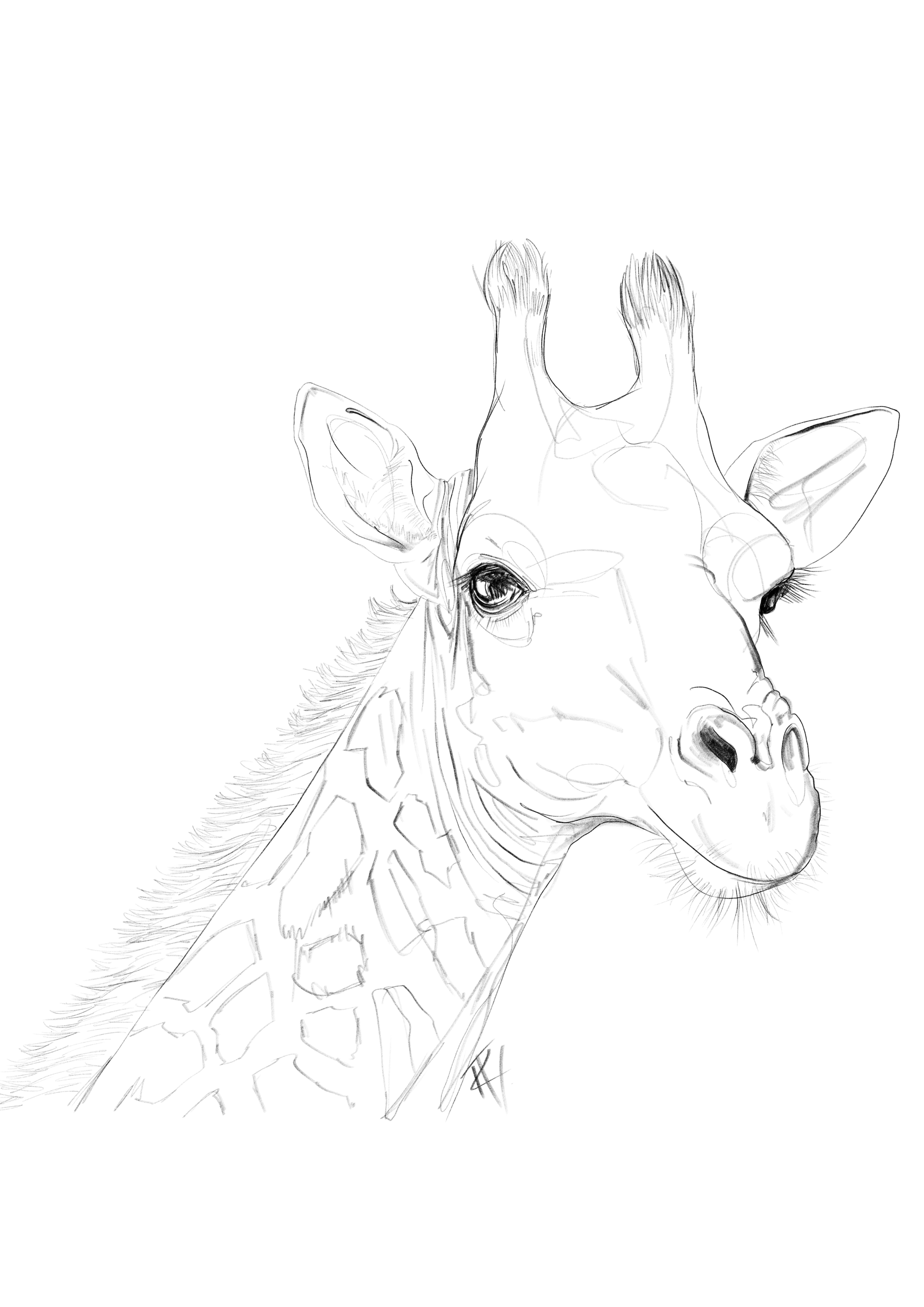 Giraffe