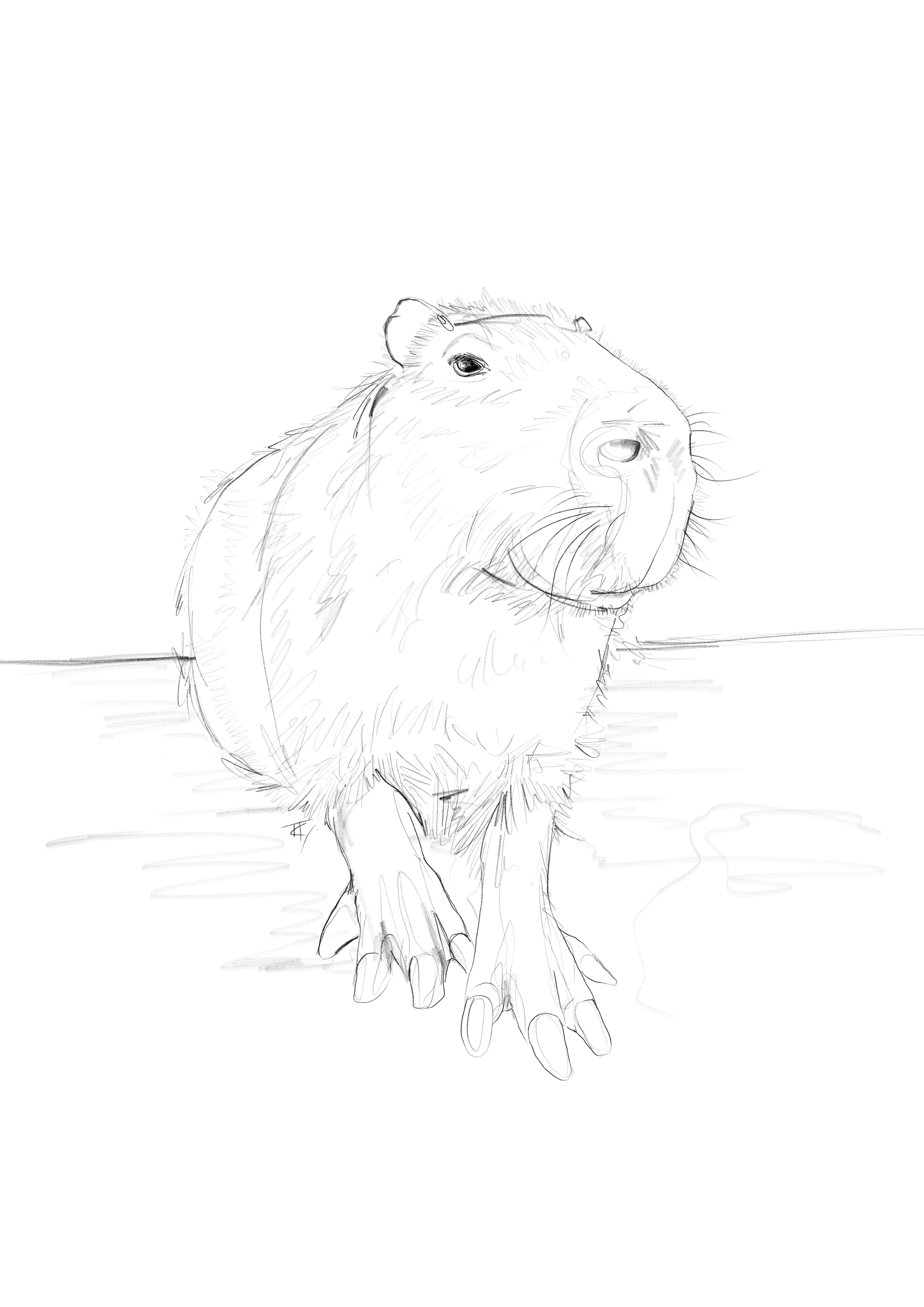 Capybara