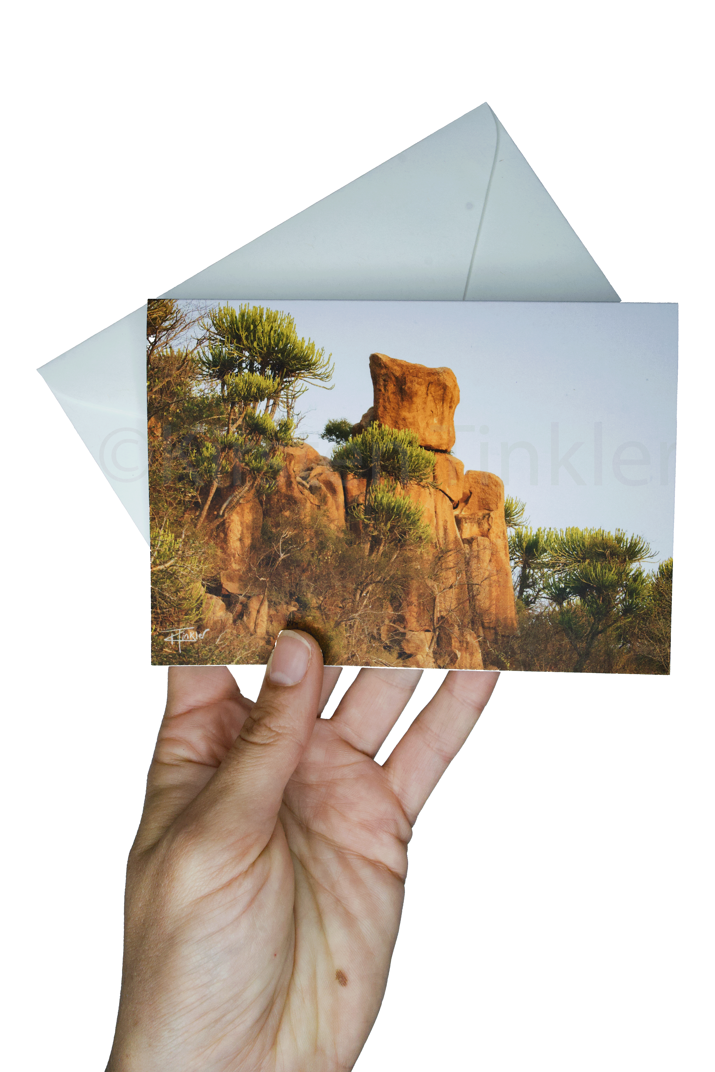 Euphorbias on Lebombo Mountain