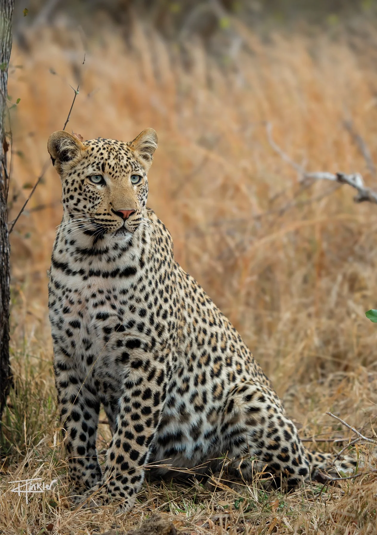 Camouflaged in the Winter Grass