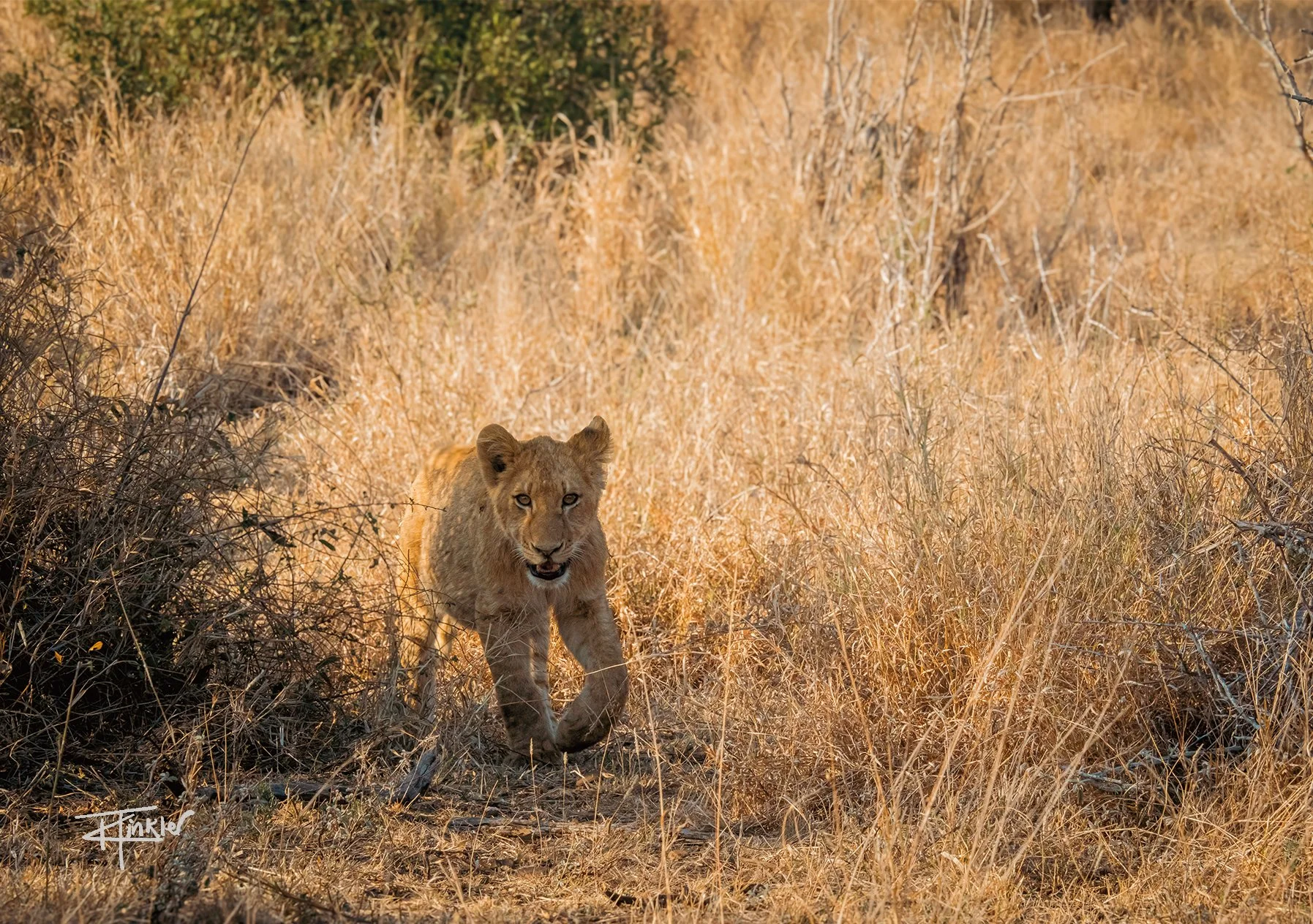 Landscape final81.jpg