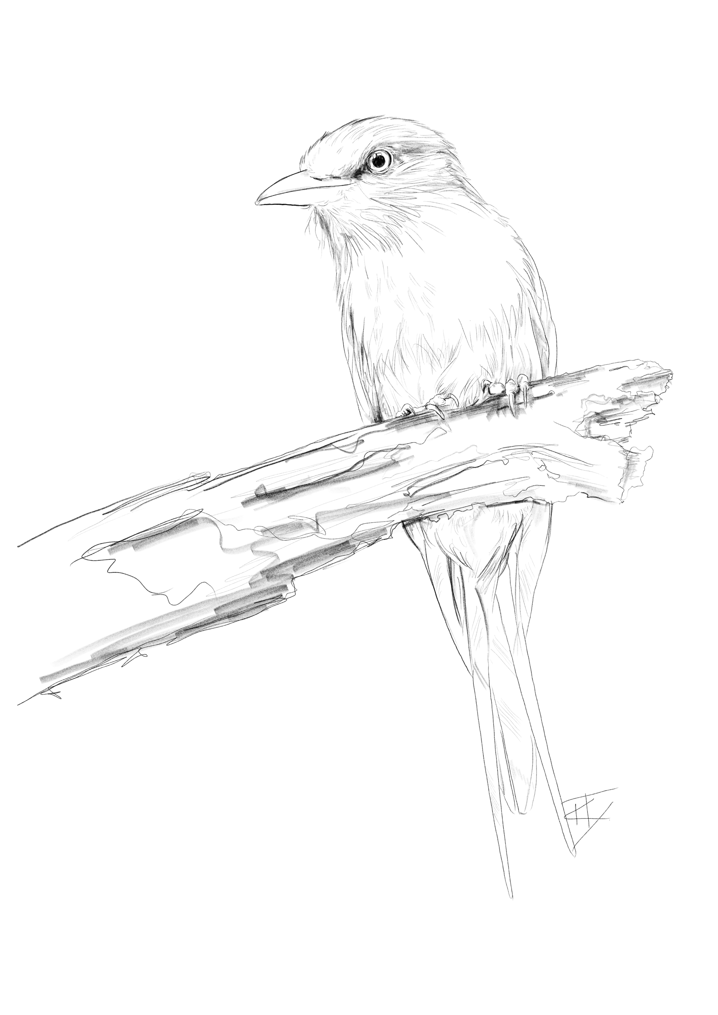 Lilac-Breasted Roller