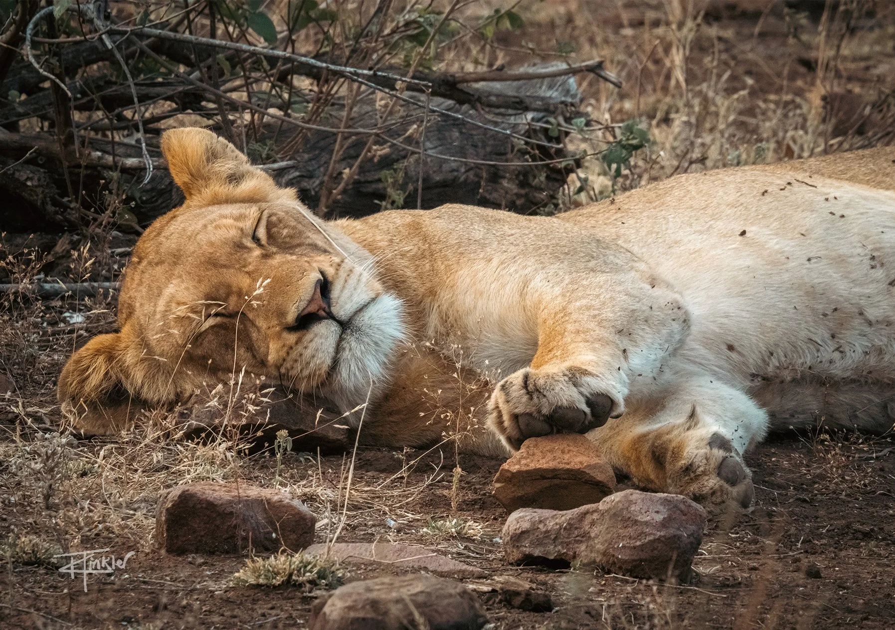 Sleepy Lioness
